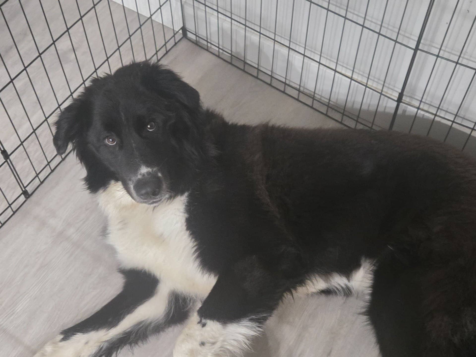 Leo - Border Collie available for adoption