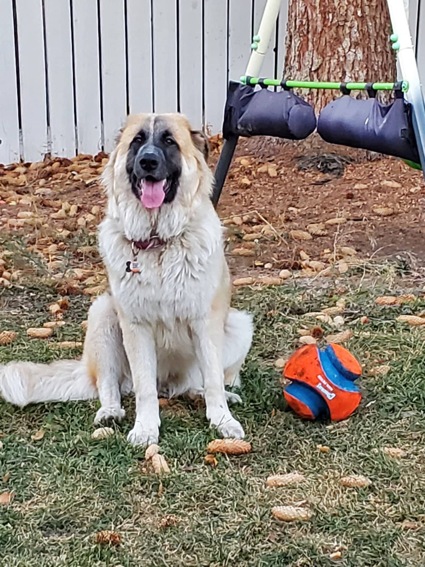 Lola - Mixed Breed available for adoption at Owner Rehoming in Brandon (1 of 4)