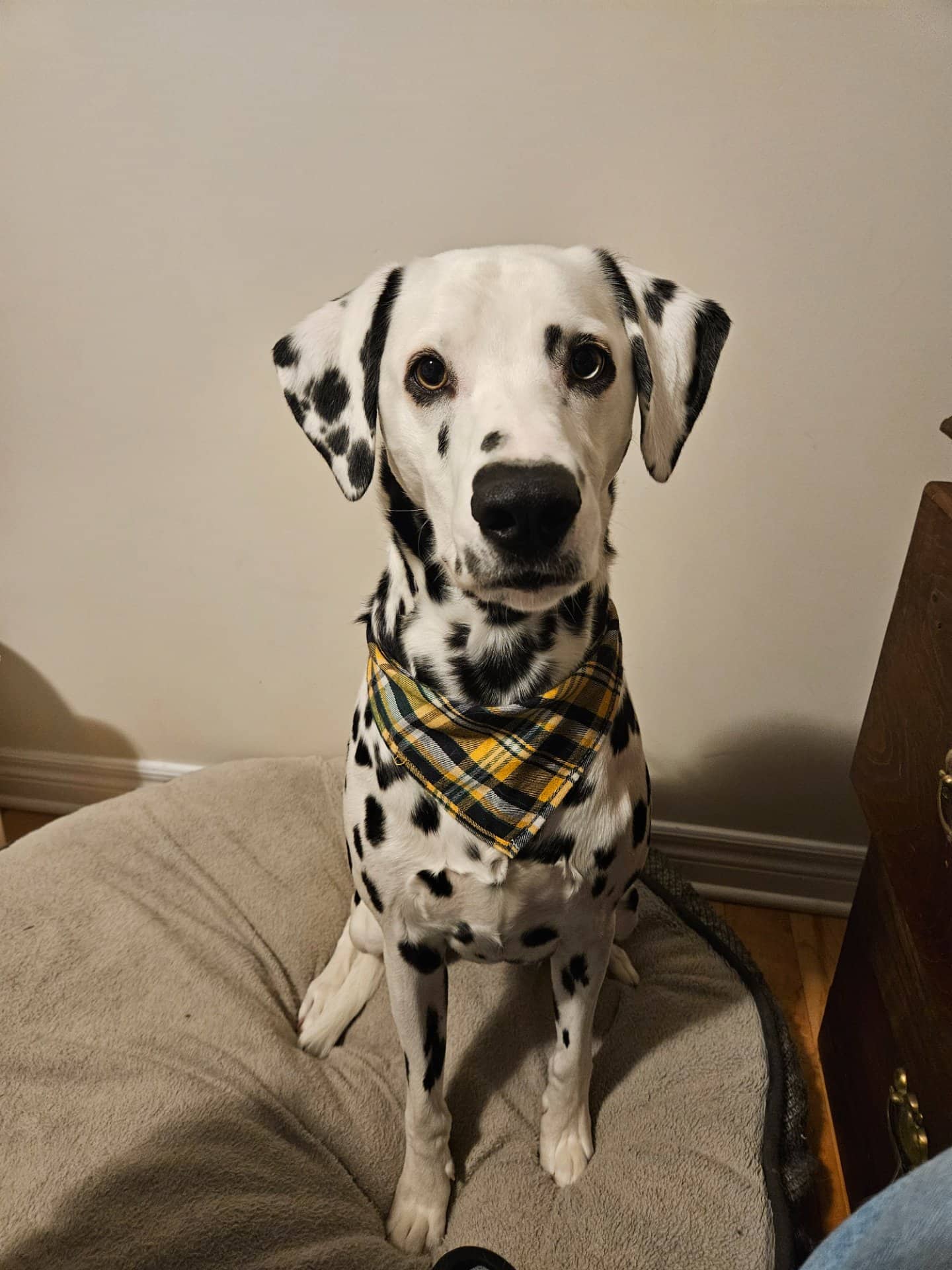 Koda - Dalmatian available for adoption
