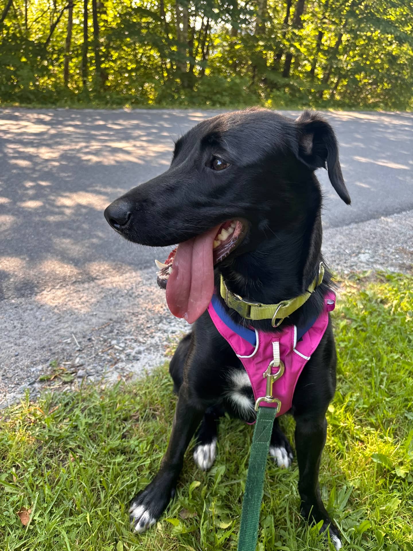 Ruby - Lab mix available for adoption at Owner Rehoming in Saint John (1 of 5)