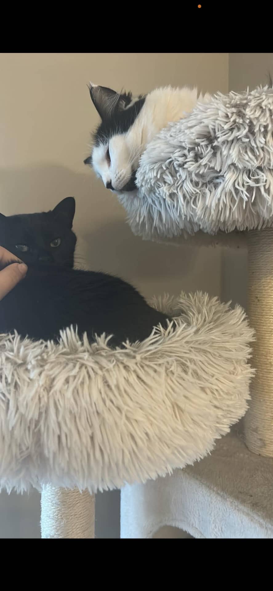 LeBron - short hair available for adoption