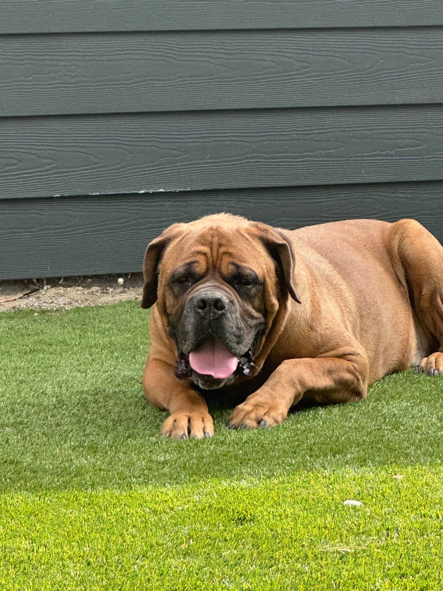 Hank - Spanish mastiff available for adoption at Owner Rehoming in Kelowna (1 of 4)