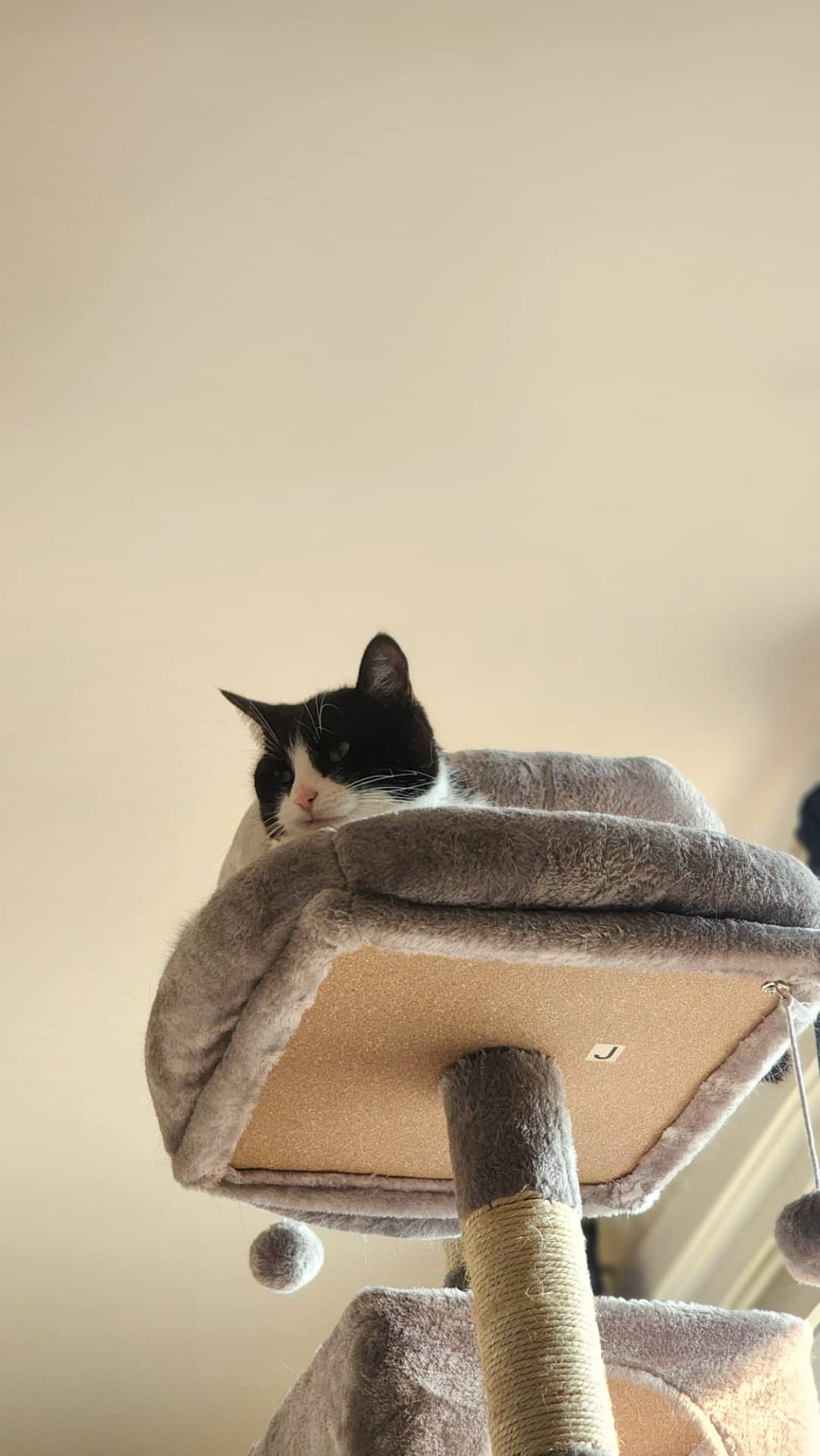 Orca - Domestic Shorthair cat available for adoption at Owner Rehoming in Winnipeg (1 of 5)