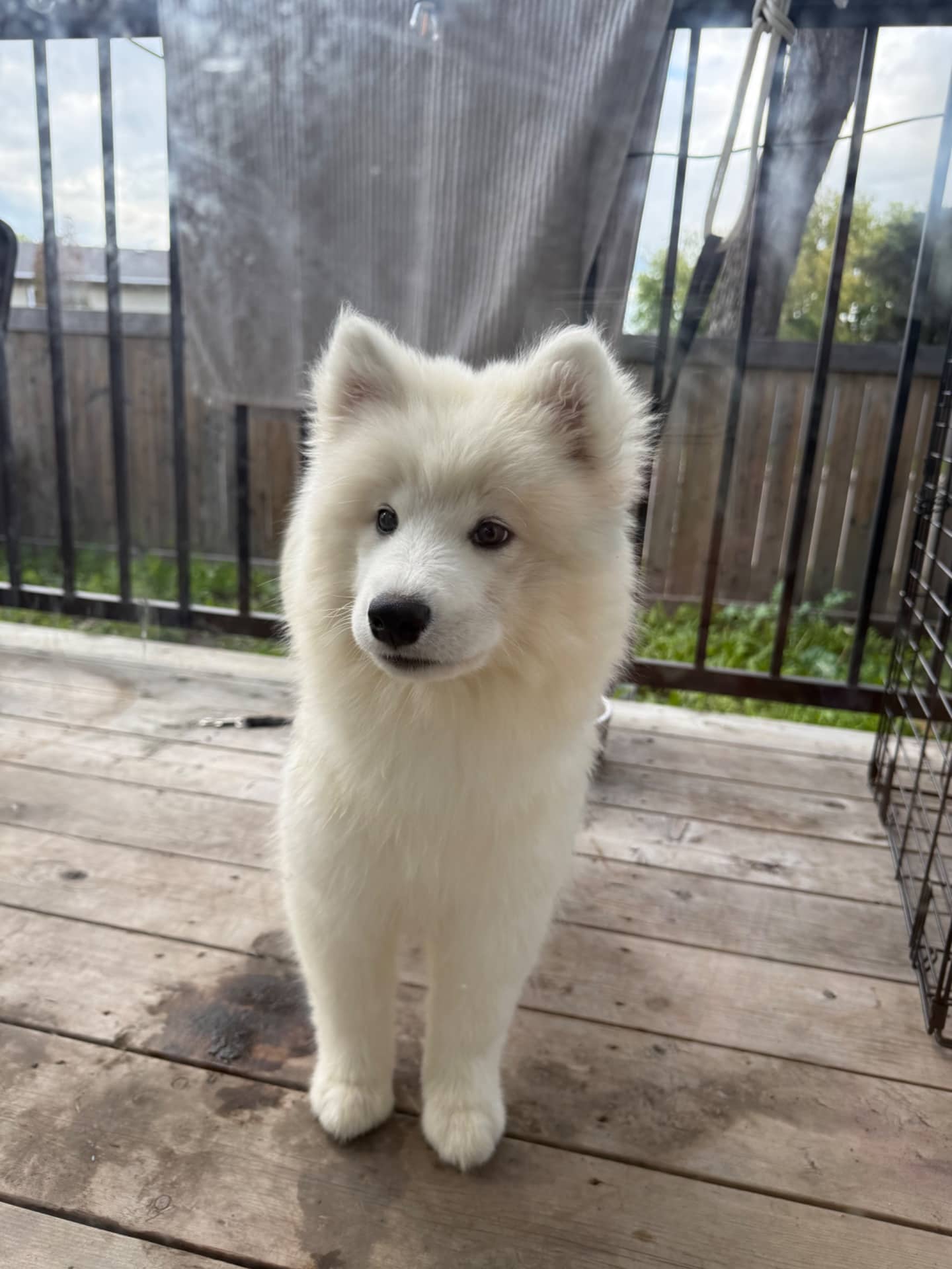 Mil - Samoyed available for adoption at Owner Rehoming in Edmonton (1 of 5)