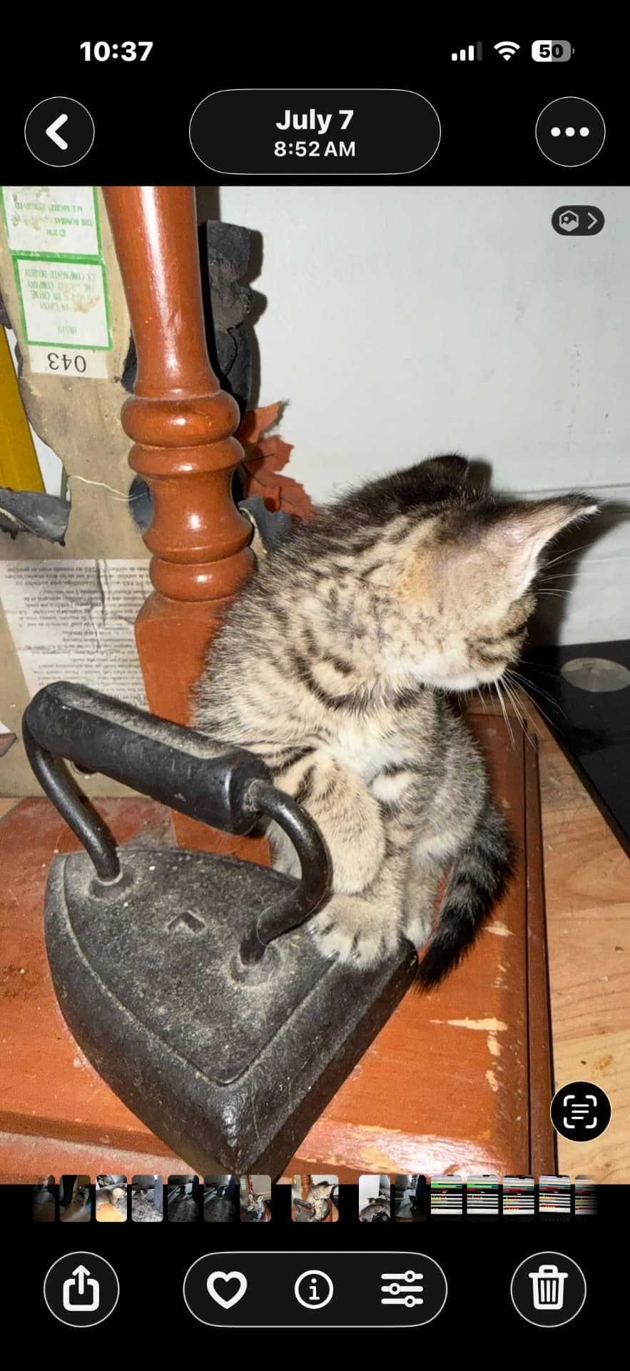 Kitten - Mixed short hair cat available for adoption at Owner Rehoming in Montreal (1 of 5)