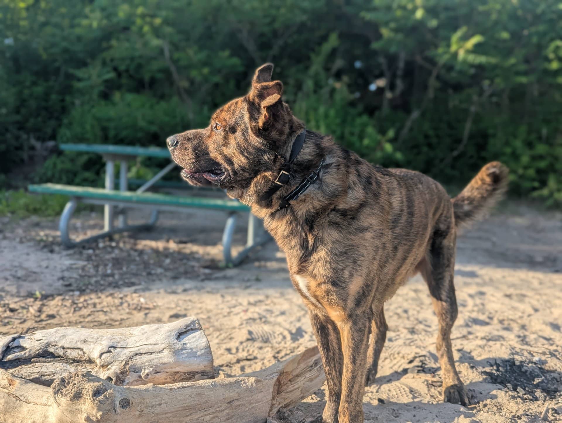 Momo - Mix available for adoption in Ontario