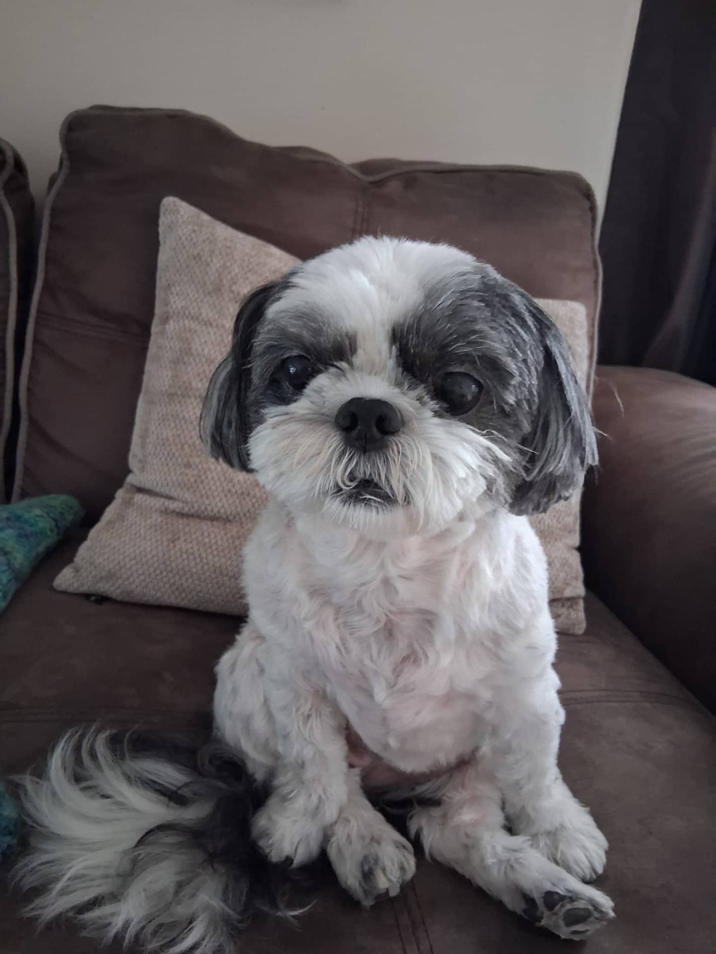 Lacy - Shiz Tzu (mix) available for adoption at Owner Rehoming in Gatineau (1 of 4)
