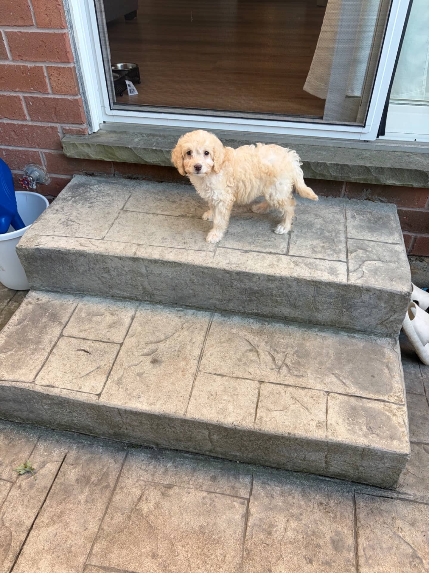Cookie - Cockapoo available for adoption at Owner Rehoming in Kitchener (1 of 5)