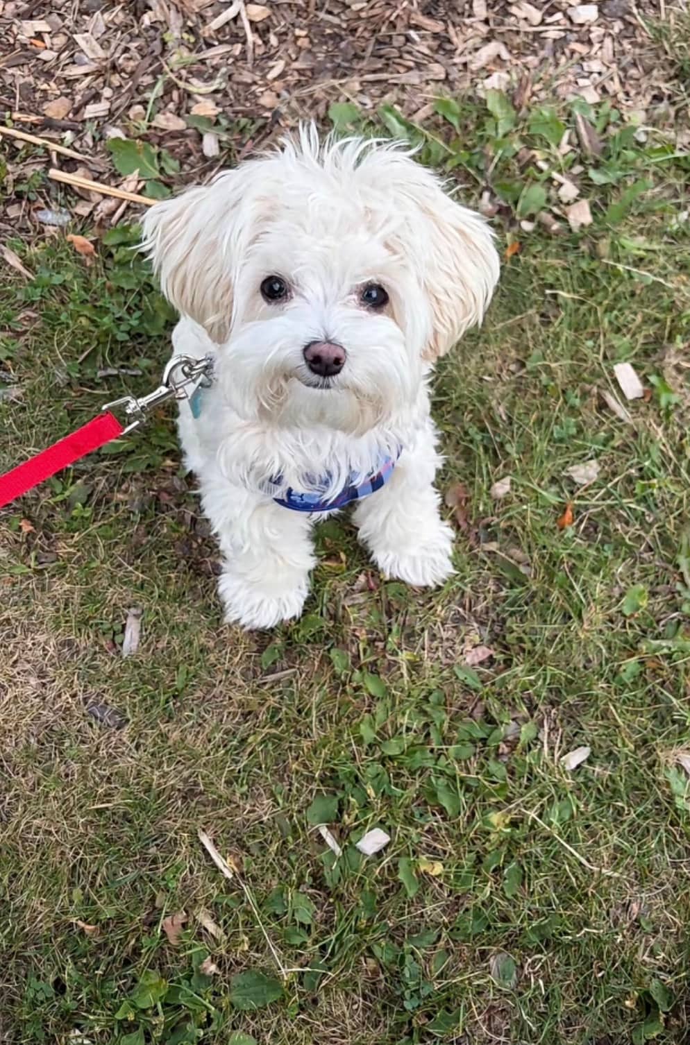 Snow - Maltipoo available for adoption at Owner Rehoming in Montreal (1 of 4)