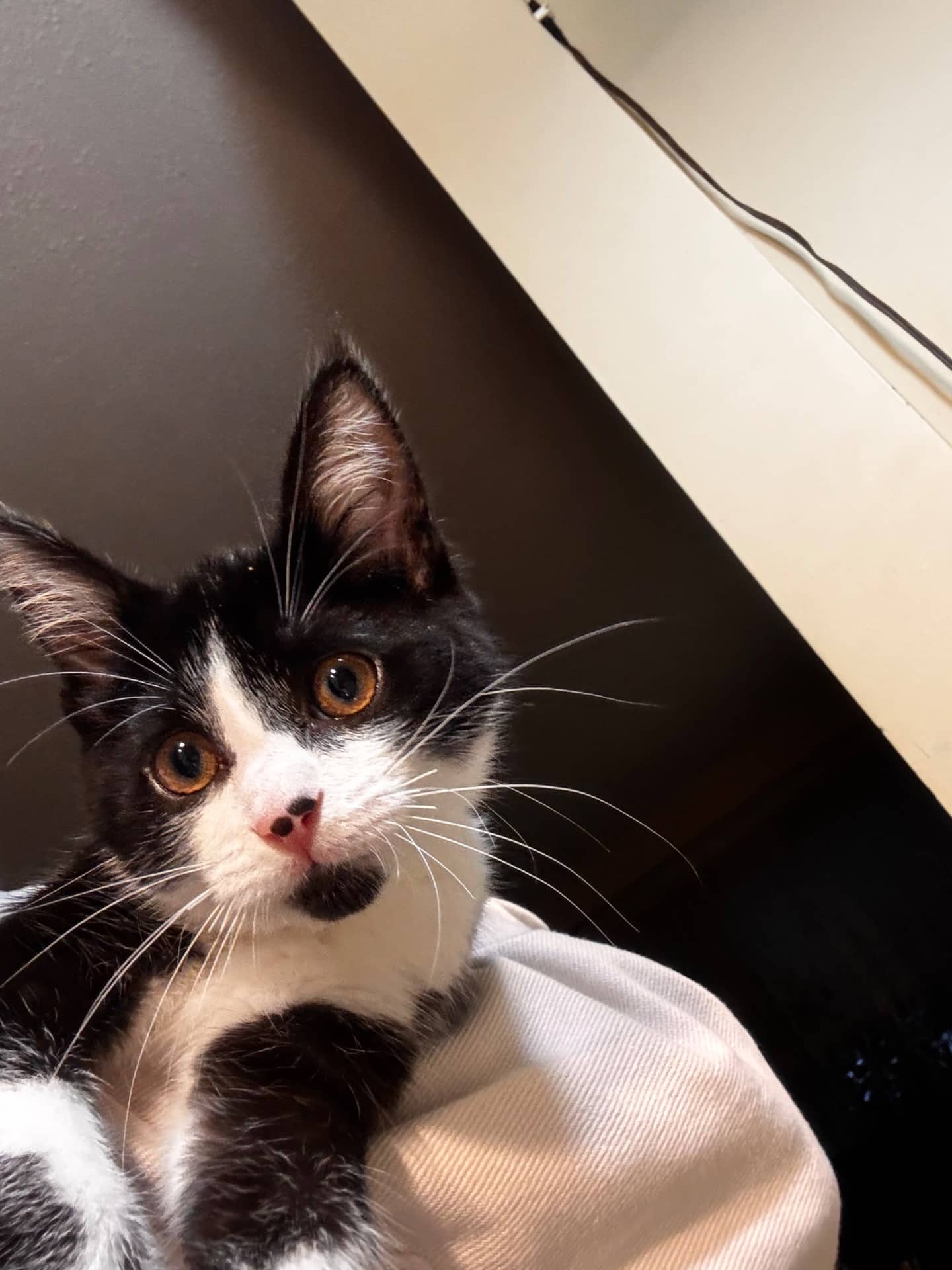 Lolo - Domestic Shorthair cat available for adoption at Owner Rehoming in Toronto