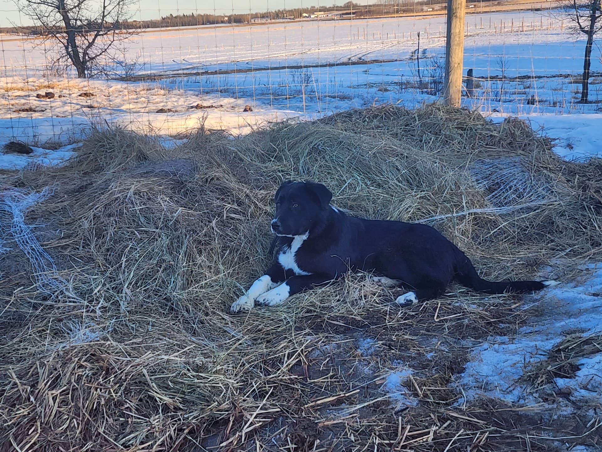 bandit - border collie great pyrenees available for adoption at Owner Rehoming in Edmonton (1 of 2)