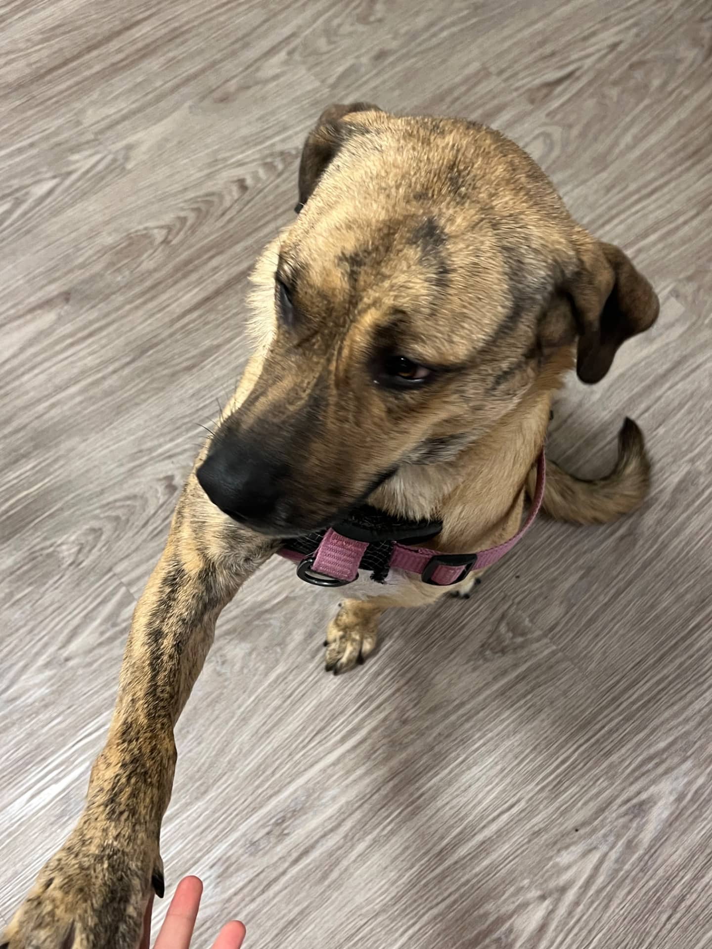 Rosie - Mixed Breed available for adoption at Owner Rehoming in Winnipeg (1 of 5)