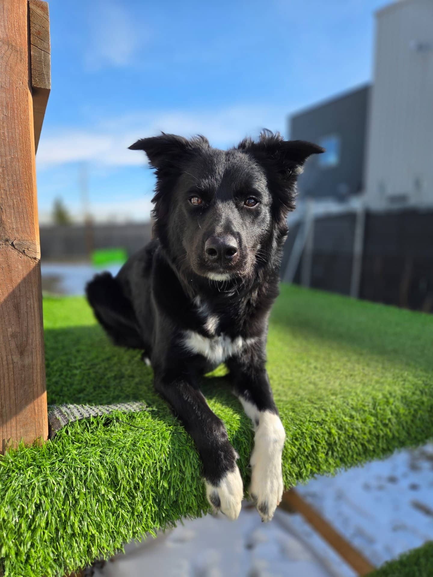 Mavis - Mixed Breed available for adoption in Alberta