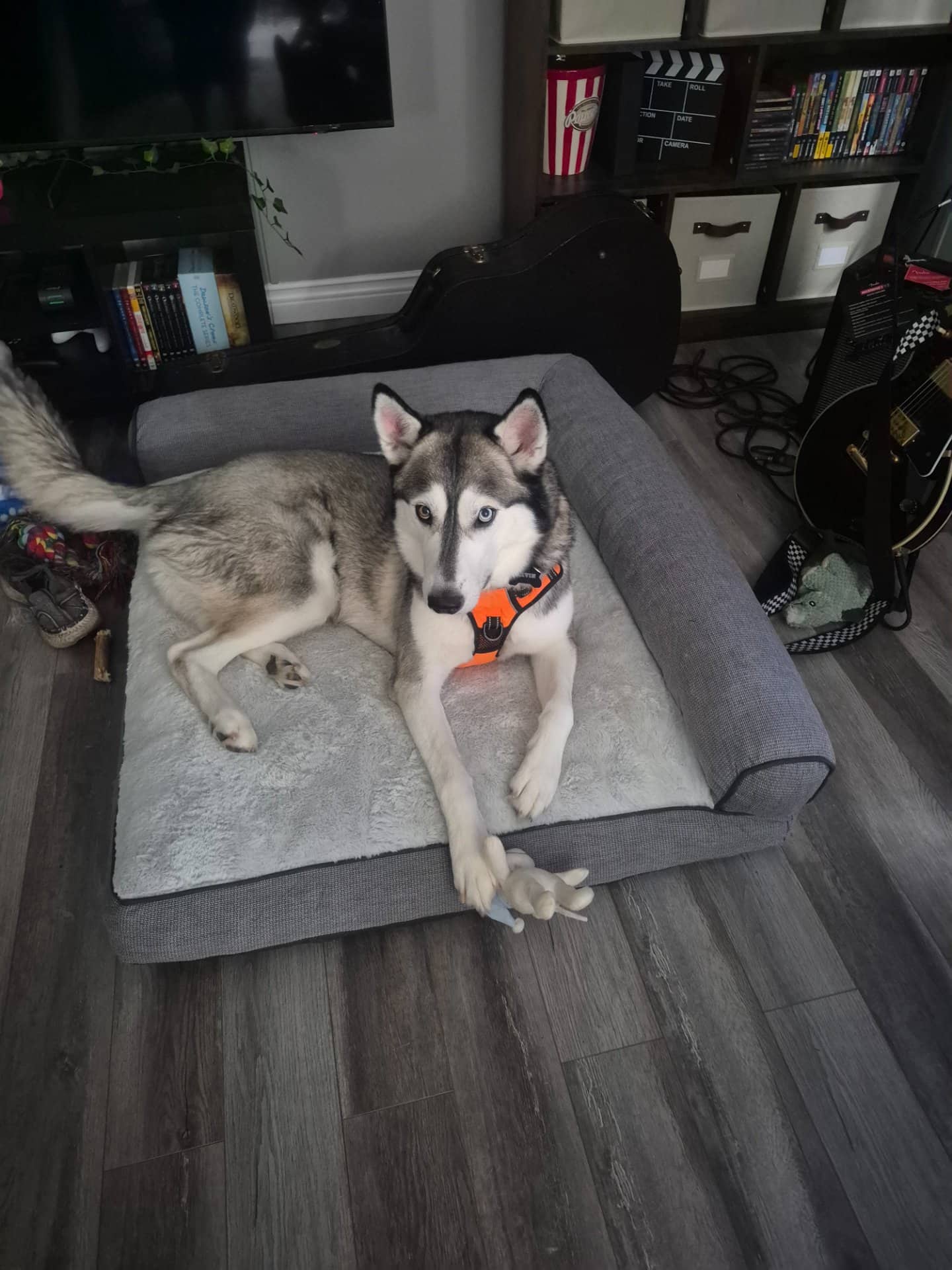 Darvin - Siberian Husky available for adoption in New Brunswick