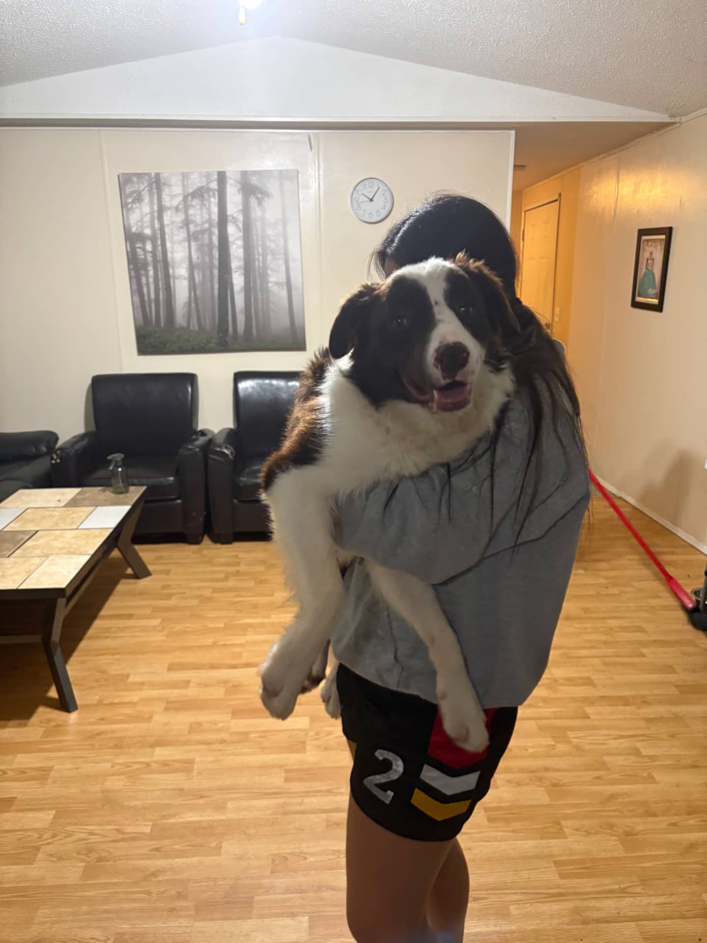 Turkey - Border Collie available for adoption at Owner Rehoming in Edmonton (1 of 3)