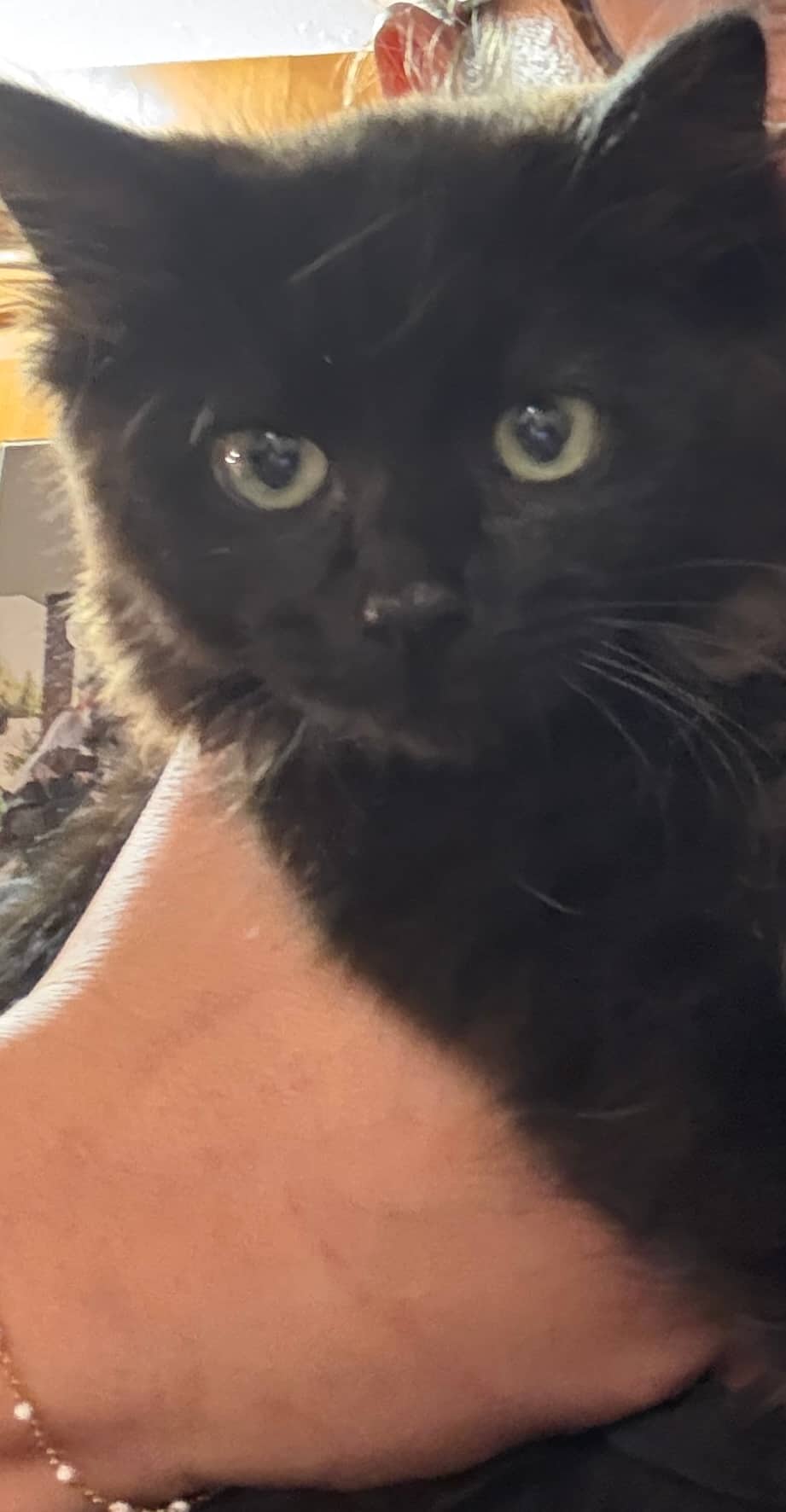 Felix - Domestic Medium Hair available for adoption