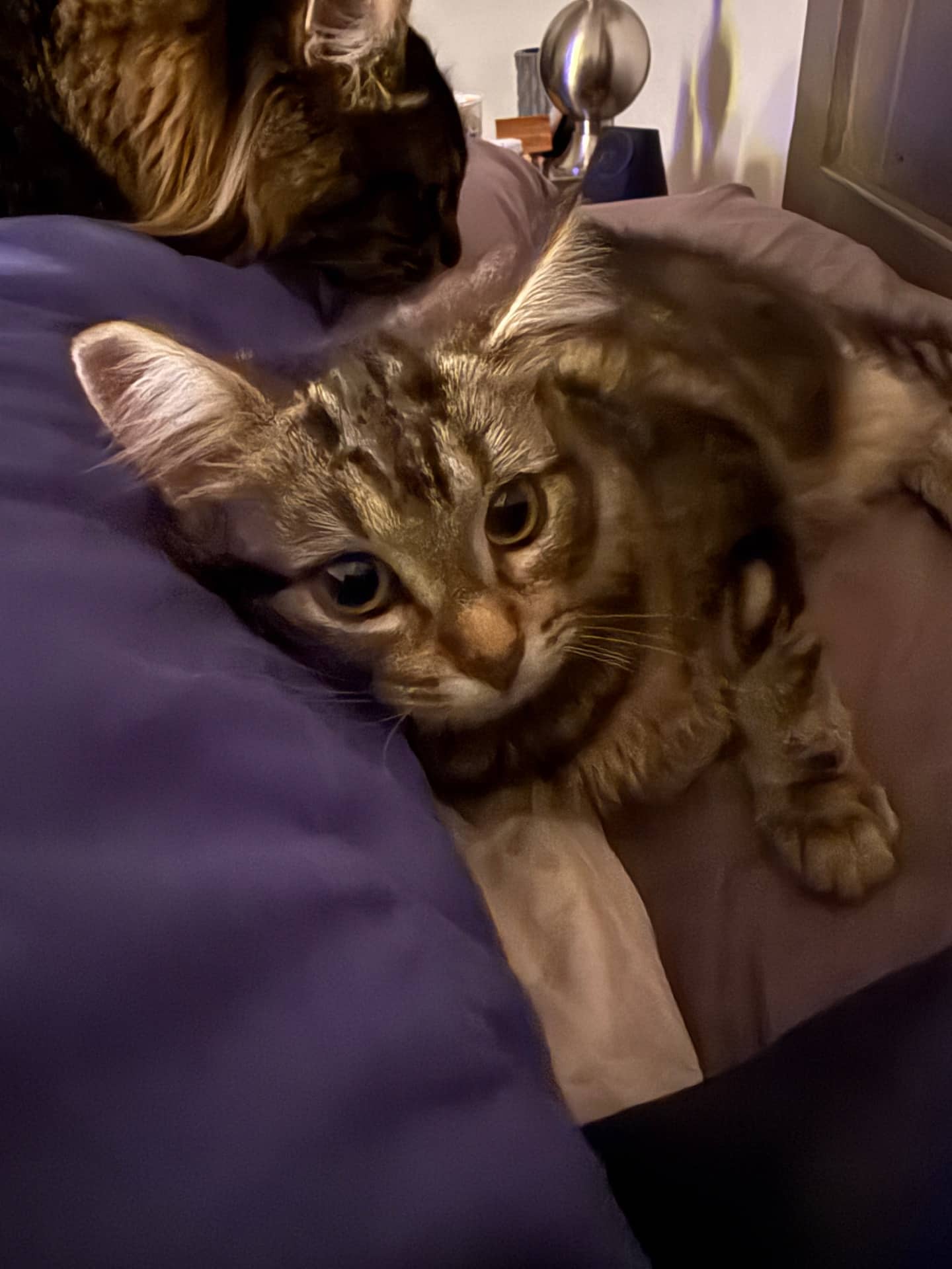 Fiona - Domestic Medium Hair cat available for adoption in Alberta
