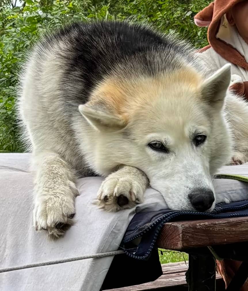 Molly - Husky Shepherd available for adoption in Manitoba