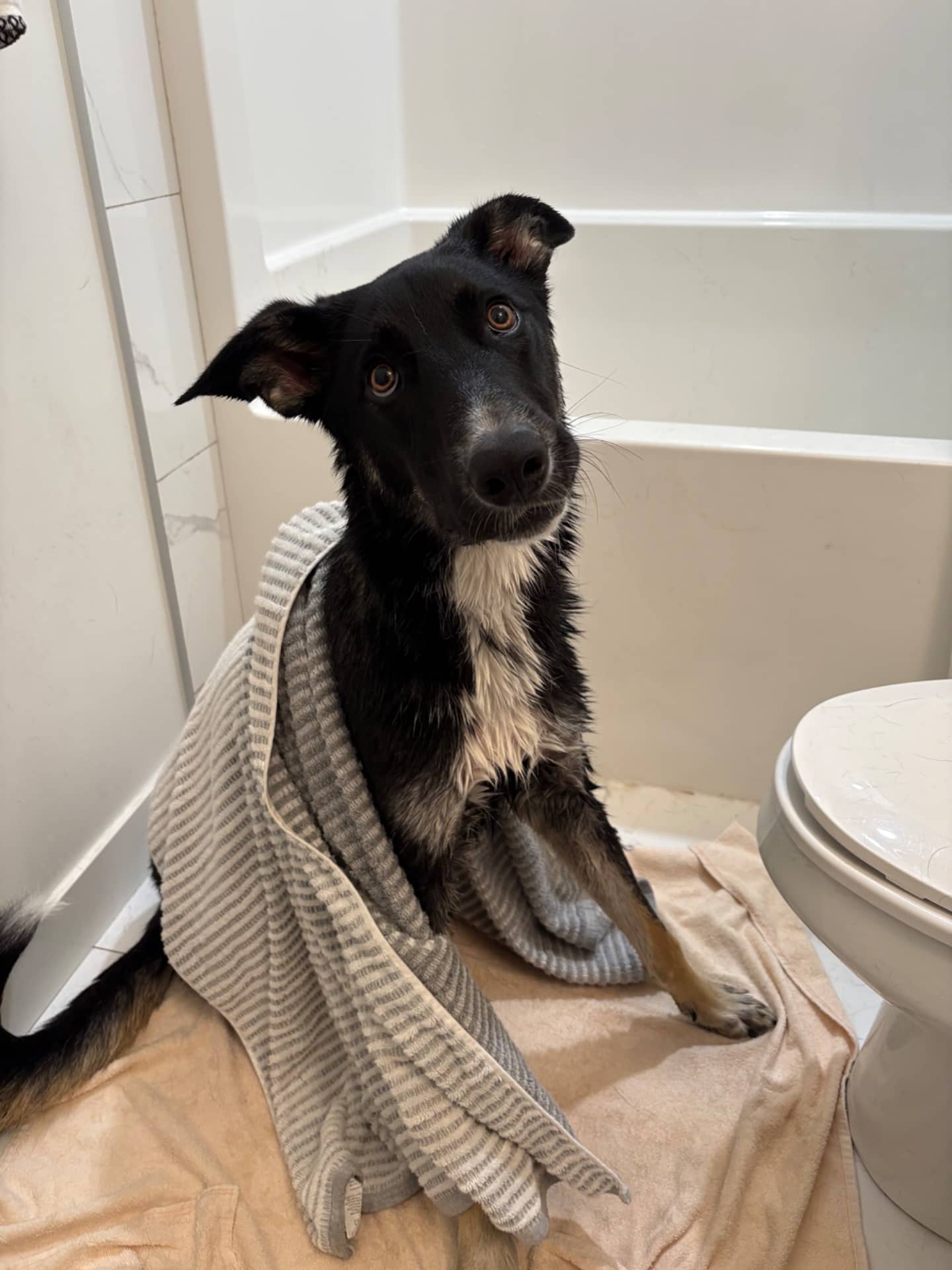 Bowie - German Shepherd Mix available for adoption at Owner Rehoming in Calgary (1 of 5)