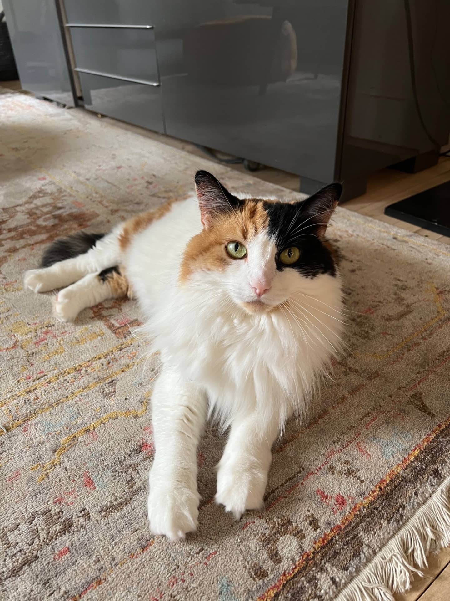 Harmony - Calico cat available for adoption at Owner Rehoming in Vancouver (1 of 4)