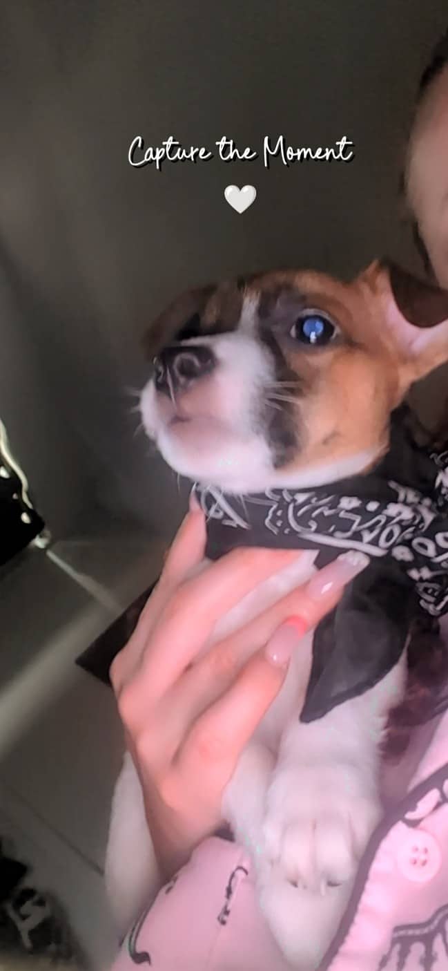 Nova - Jack Russell available for adoption at Owner Rehoming in Toronto (1 of 5)