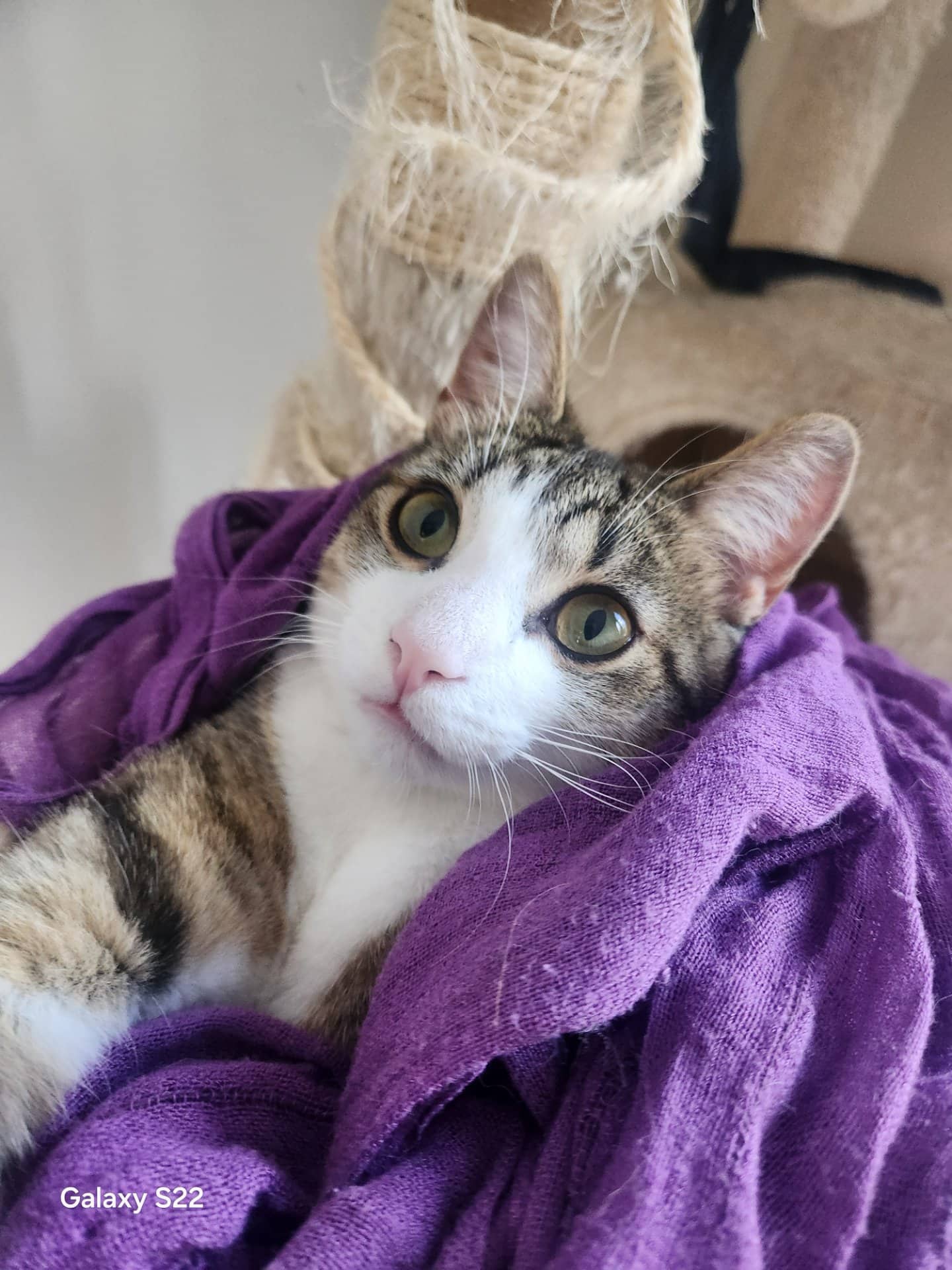 Lulu - Domestic Shorthair cat available for adoption at Owner Rehoming in Toronto
