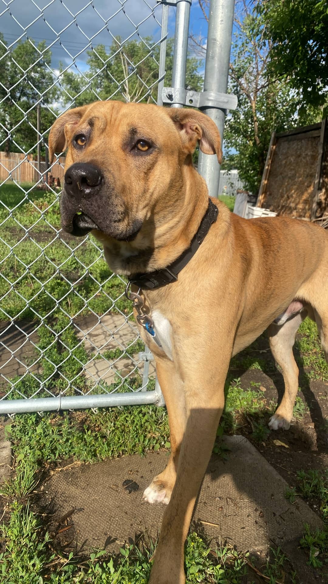 Ozzy - Mixed Breed available for adoption at Owner Rehoming in Calgary (1 of 5)