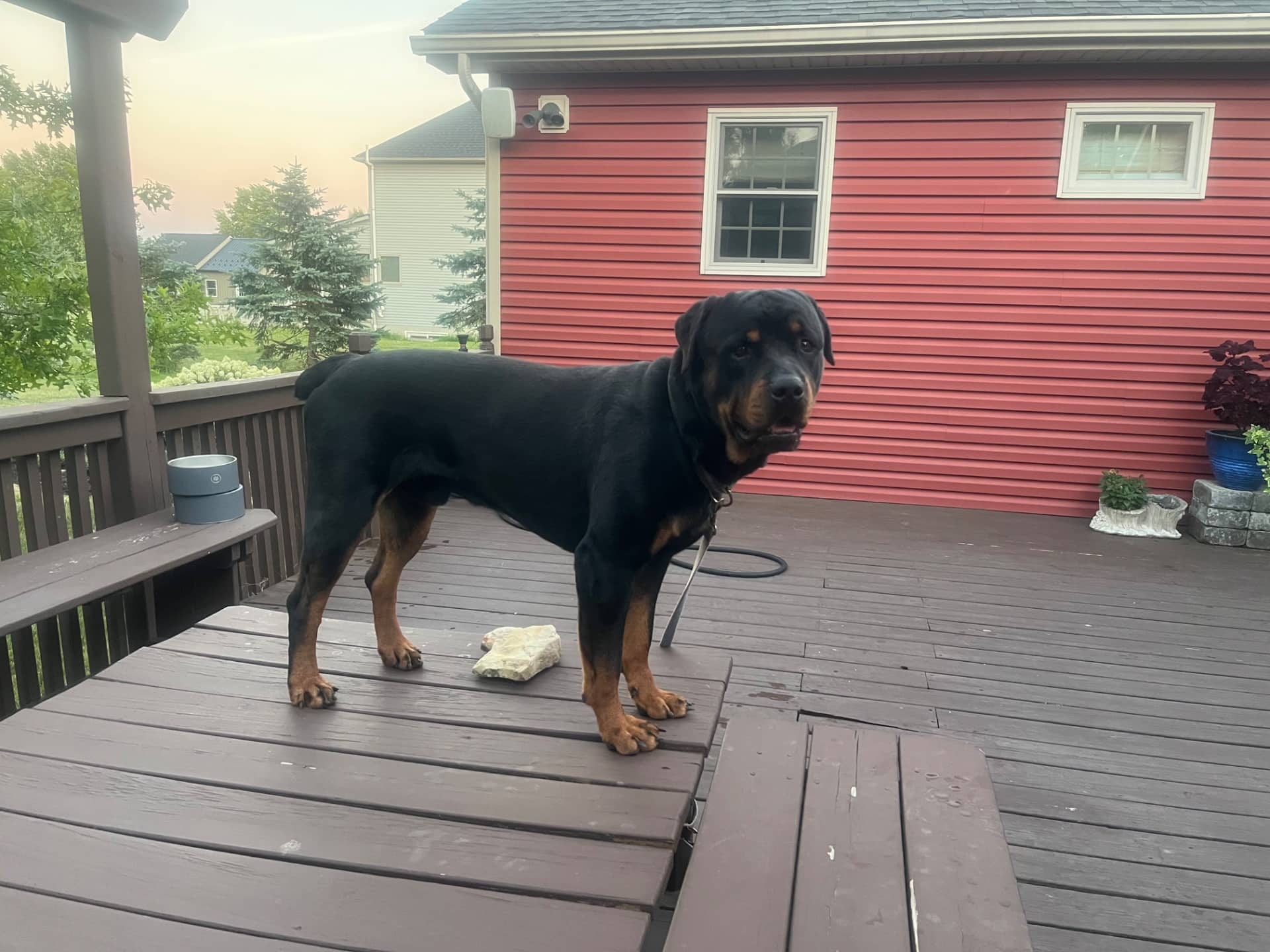 Macho - Rottweiler available for adoption in Ontario