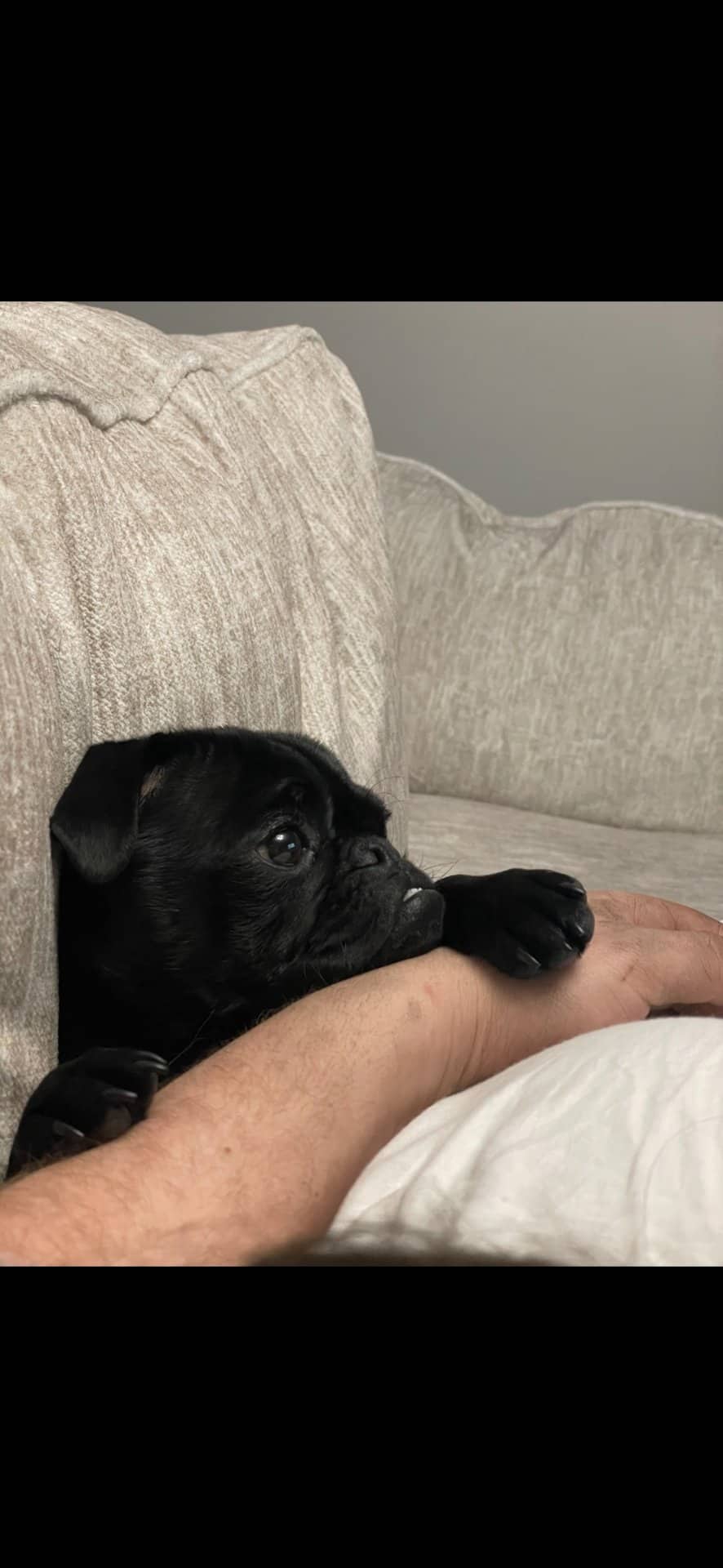 KAIA - Pug available for adoption in Alberta