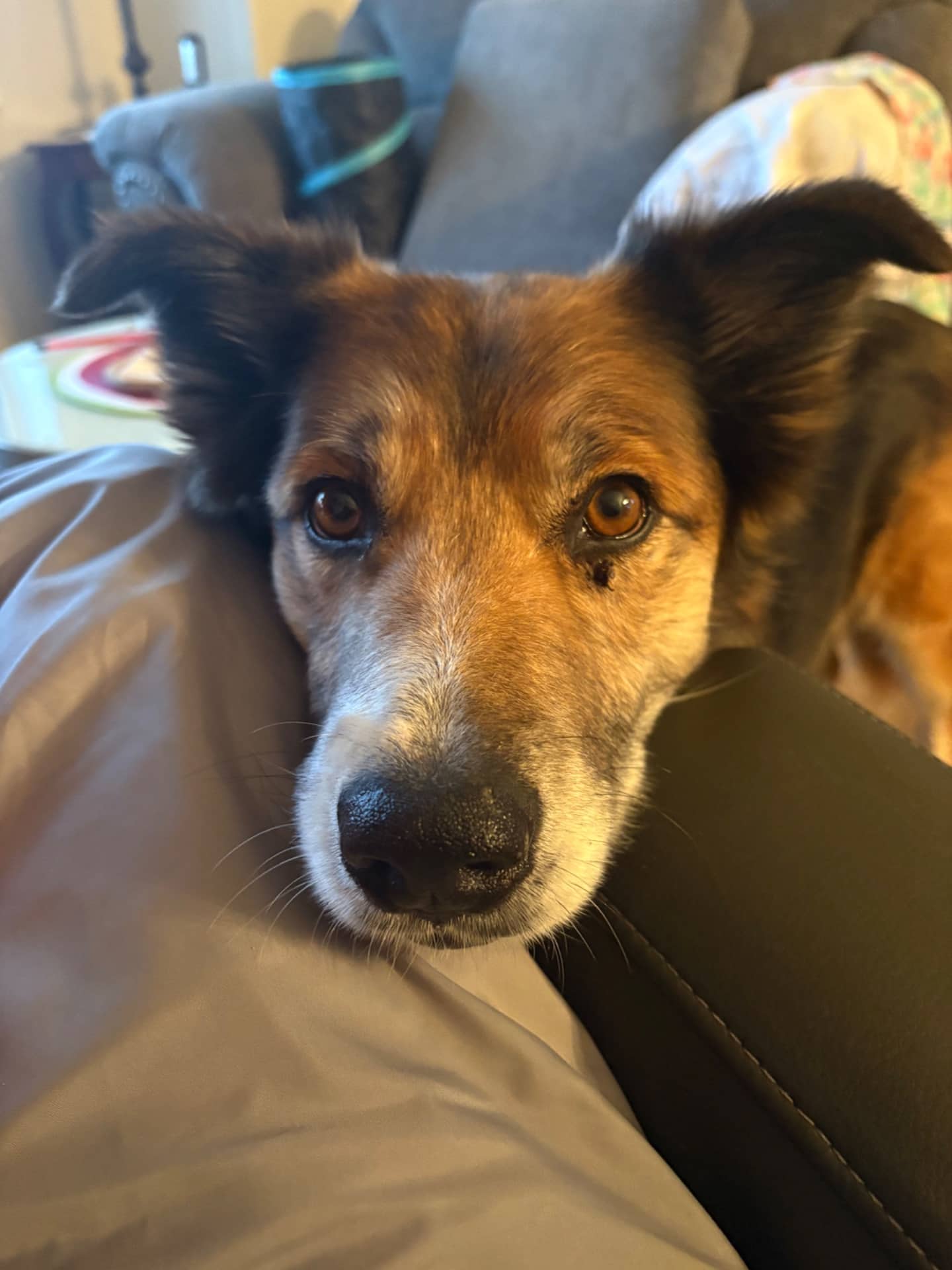 Marley - Mixed Breed available for adoption in Manitoba