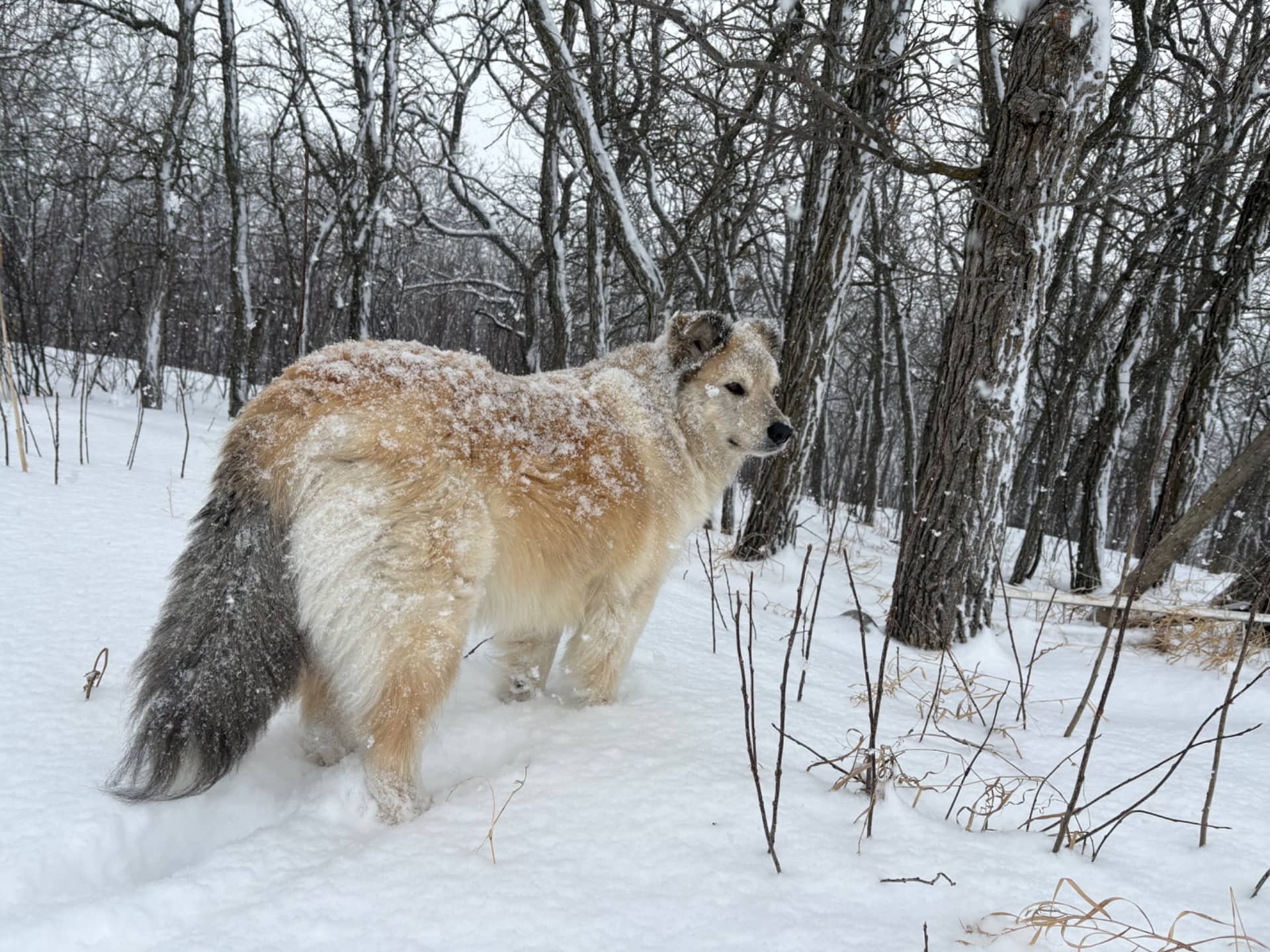 Teddy - Mixed Breed available for adoption in Manitoba