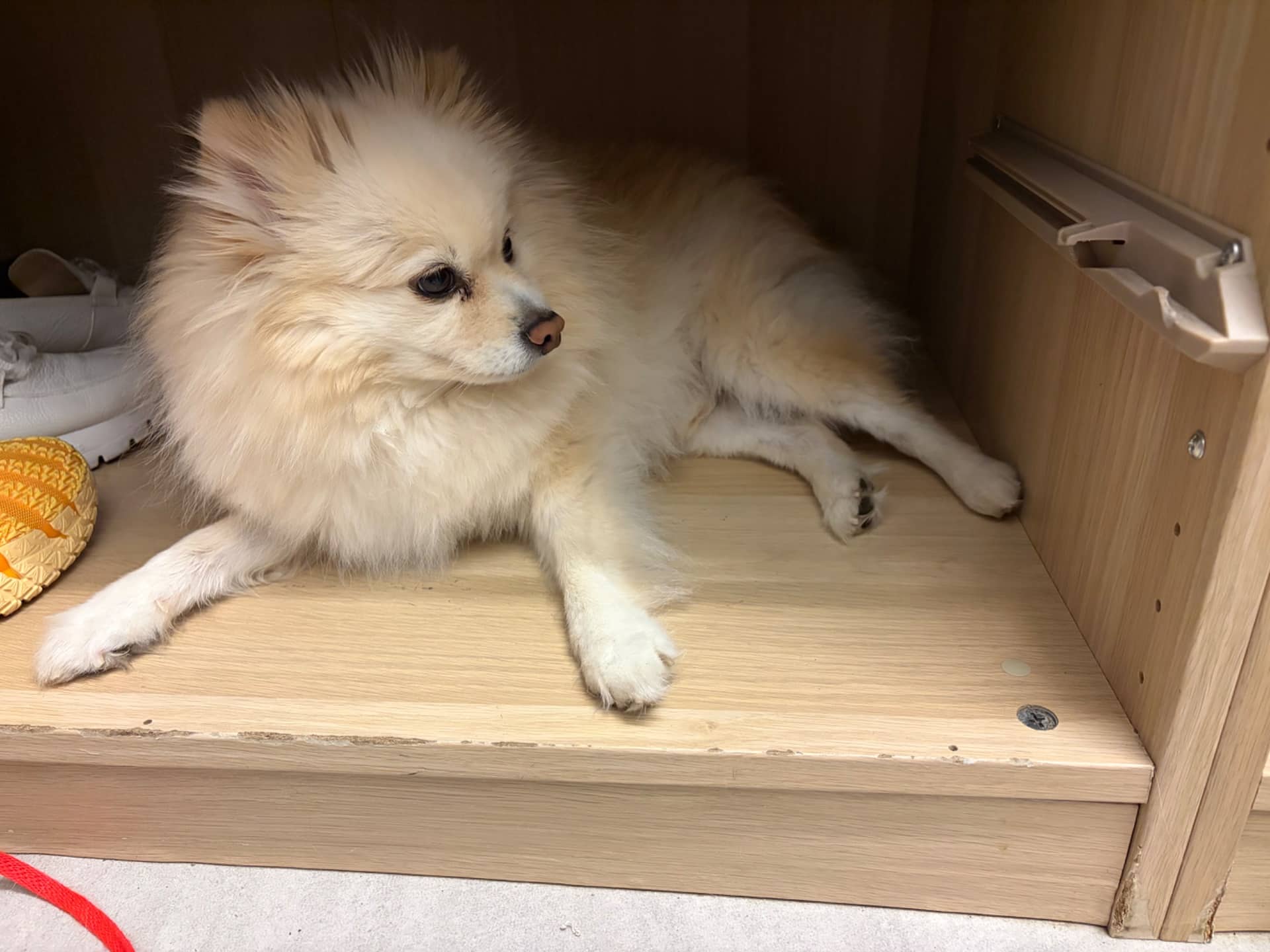 Biscuit - Pomeraniam available for adoption in Quebec