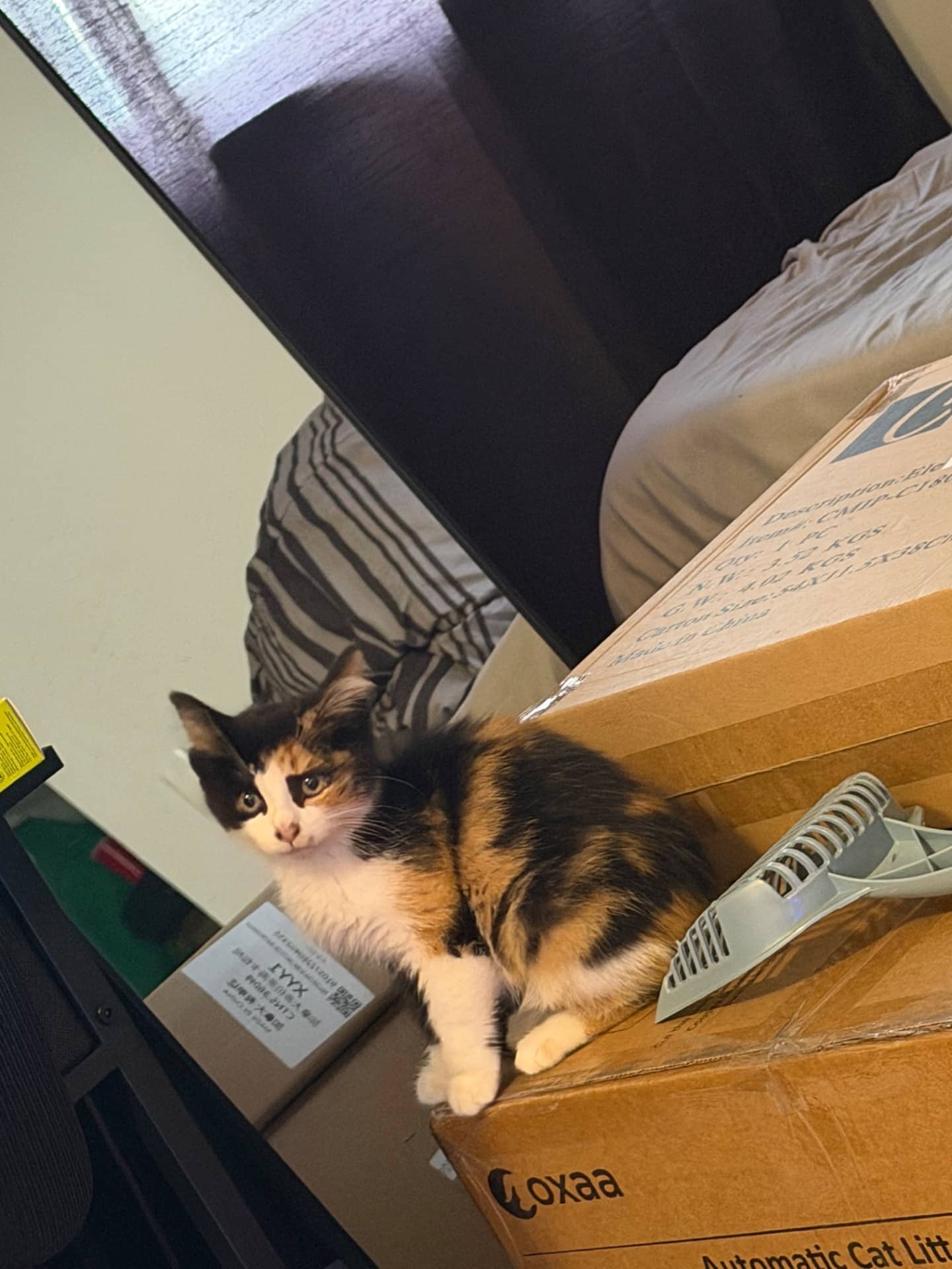 Truffle - Domestic Shorthair available for adoption