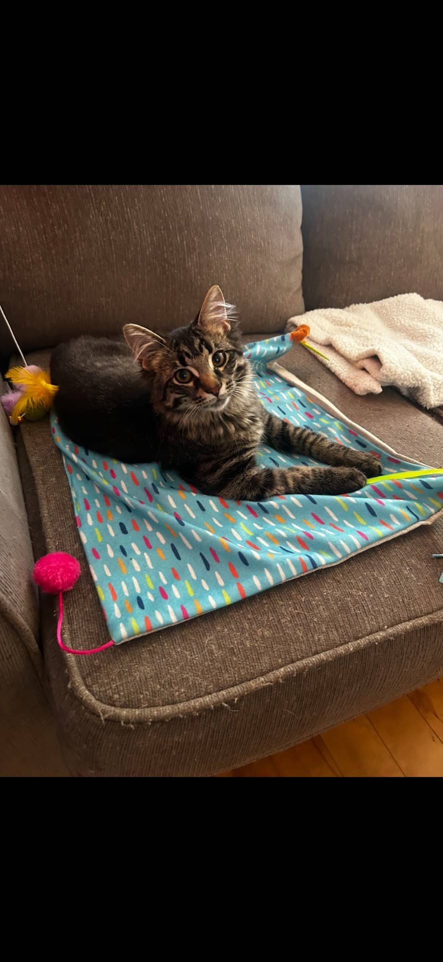 Napoleon - Domestic Medium Hair available for adoption