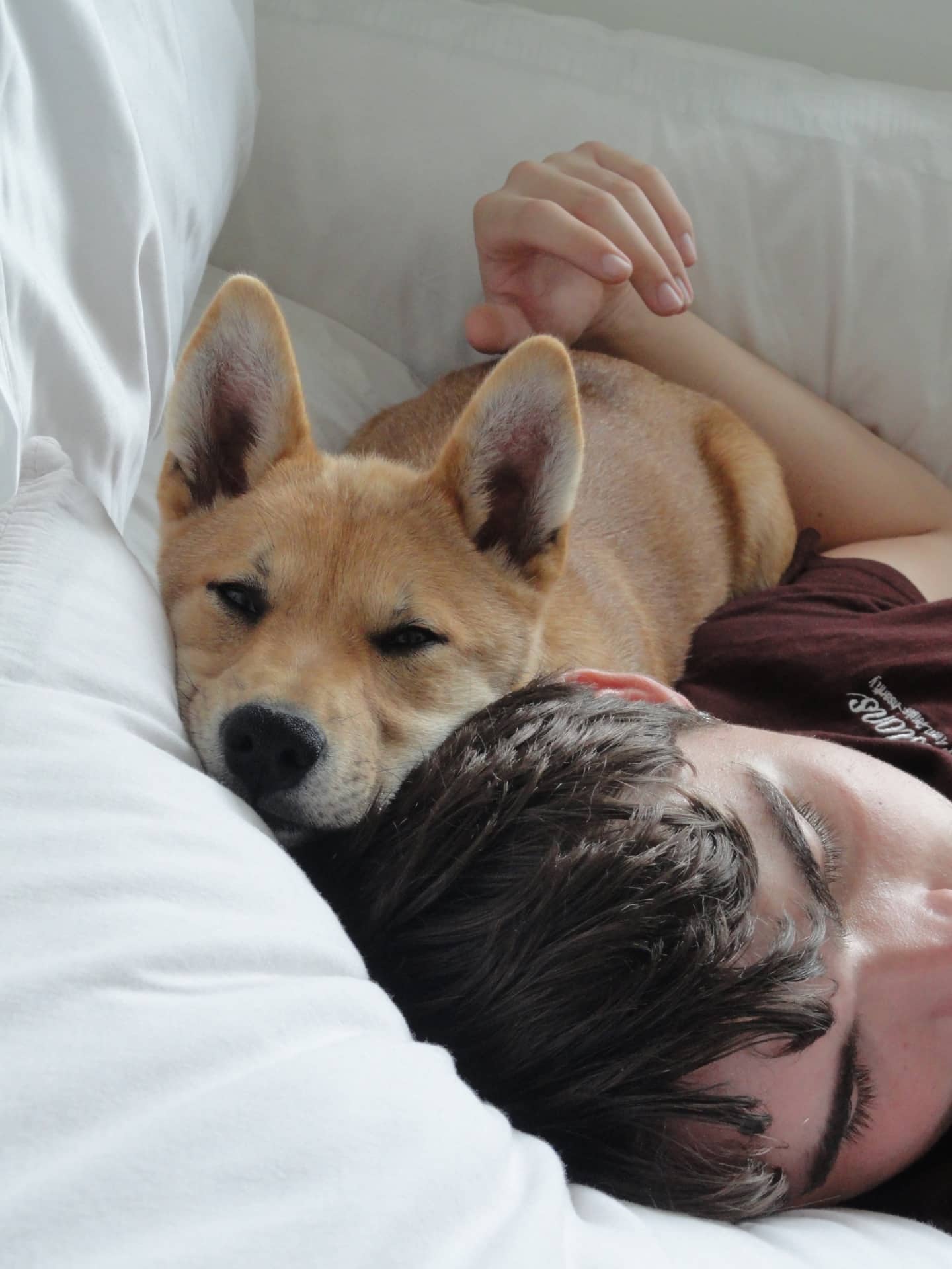 Sven - Shiba Inu Cross available for adoption at Owner Rehoming in Winnipeg (1 of 5)