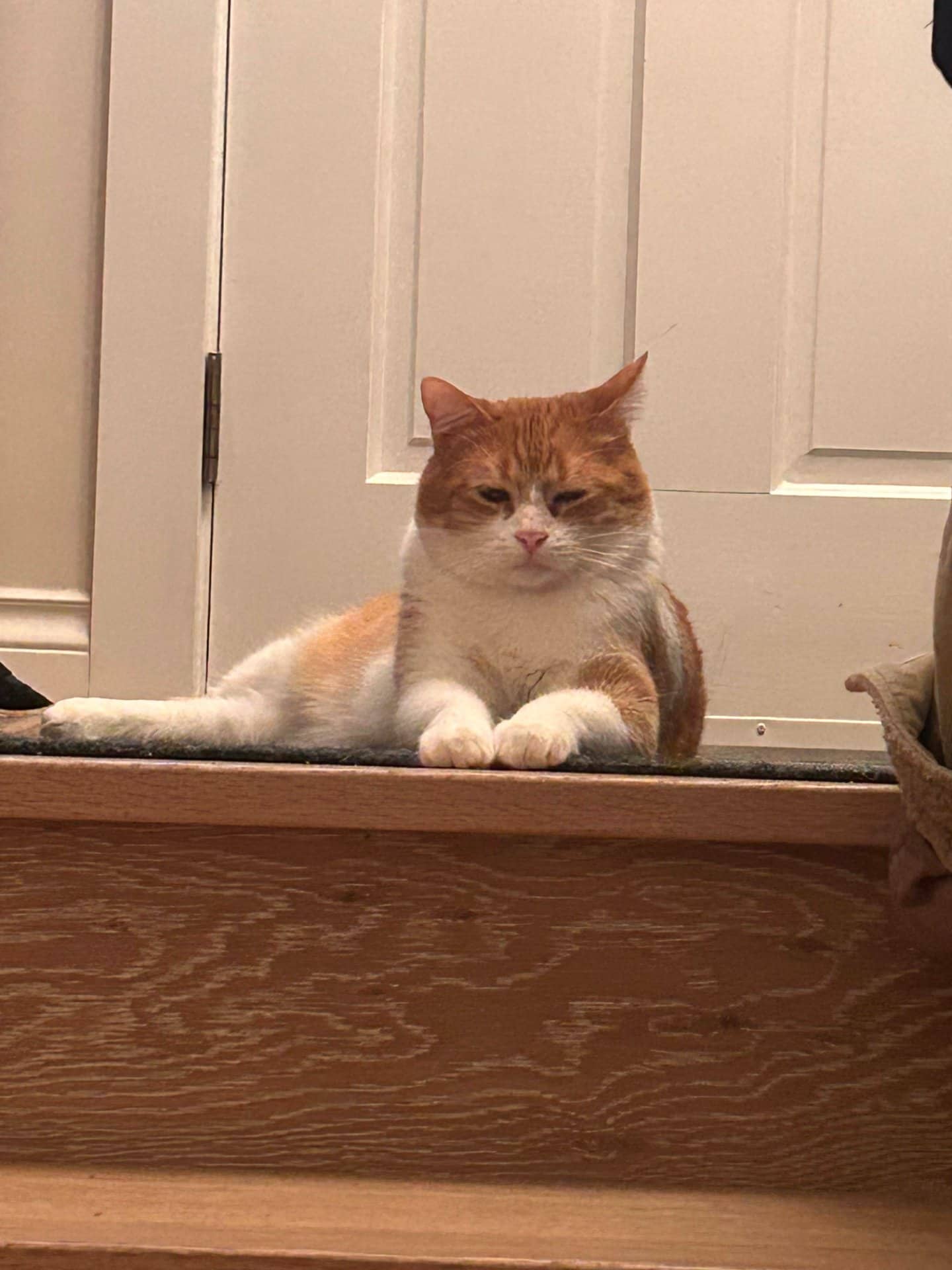 Mylo - American Shorthair cat available for adoption at Owner Rehoming in Victoria (1 of 5)
