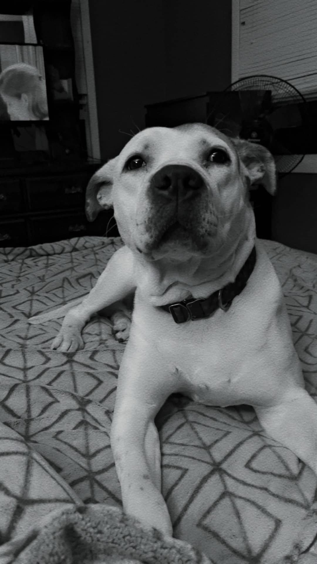 Rex - Bulldog mix available for adoption in Ontario