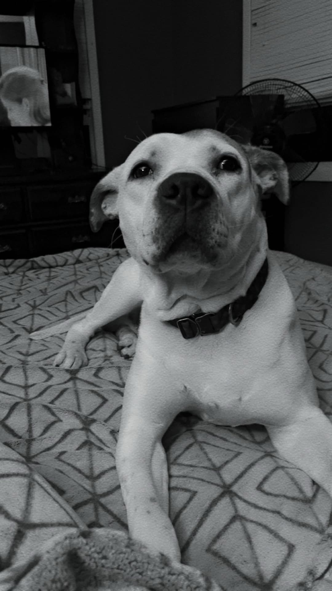 Rex
