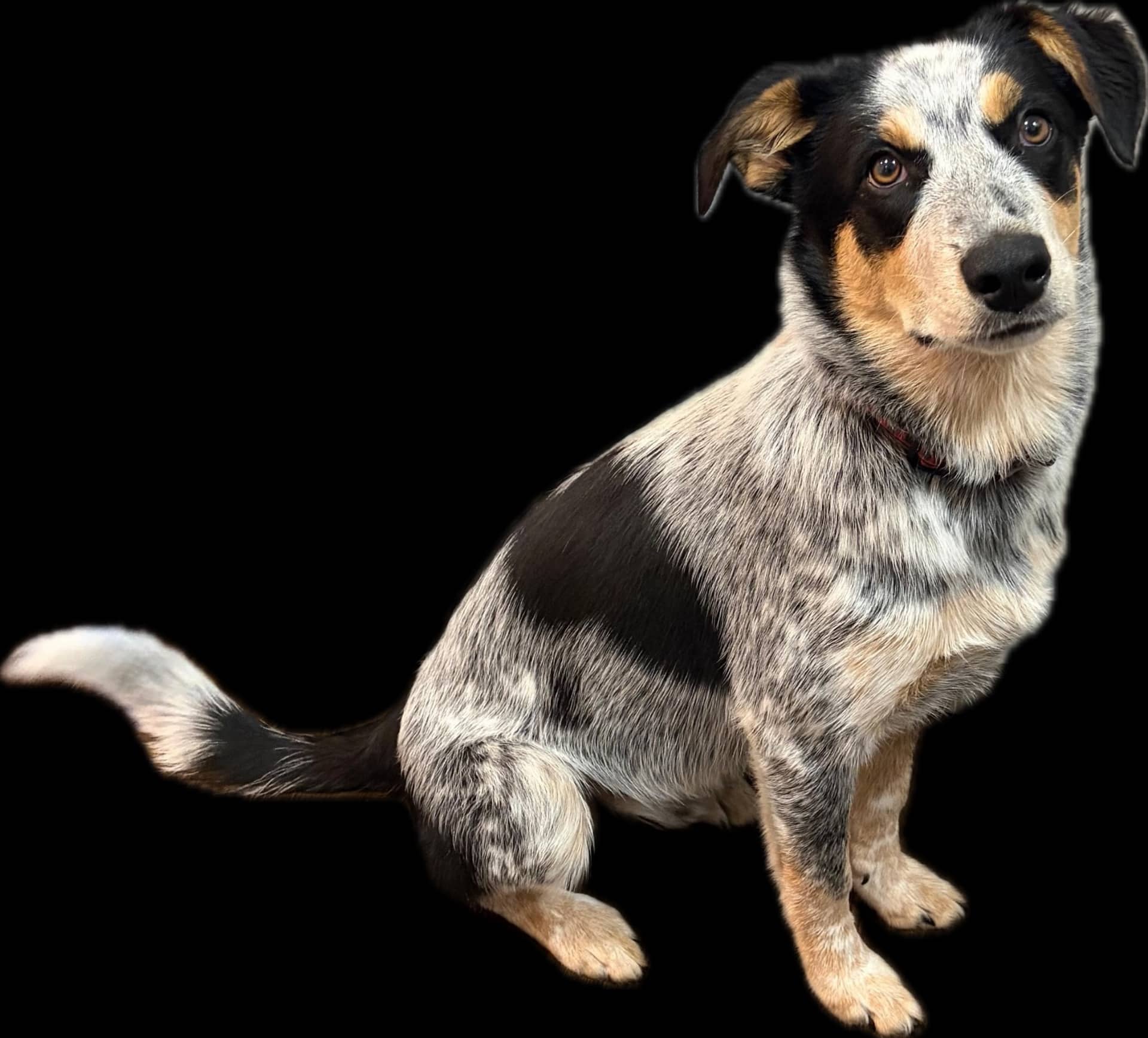 Buffy - Australian Blue heeler available for adoption at Owner Rehoming in Calgary (1 of 5)