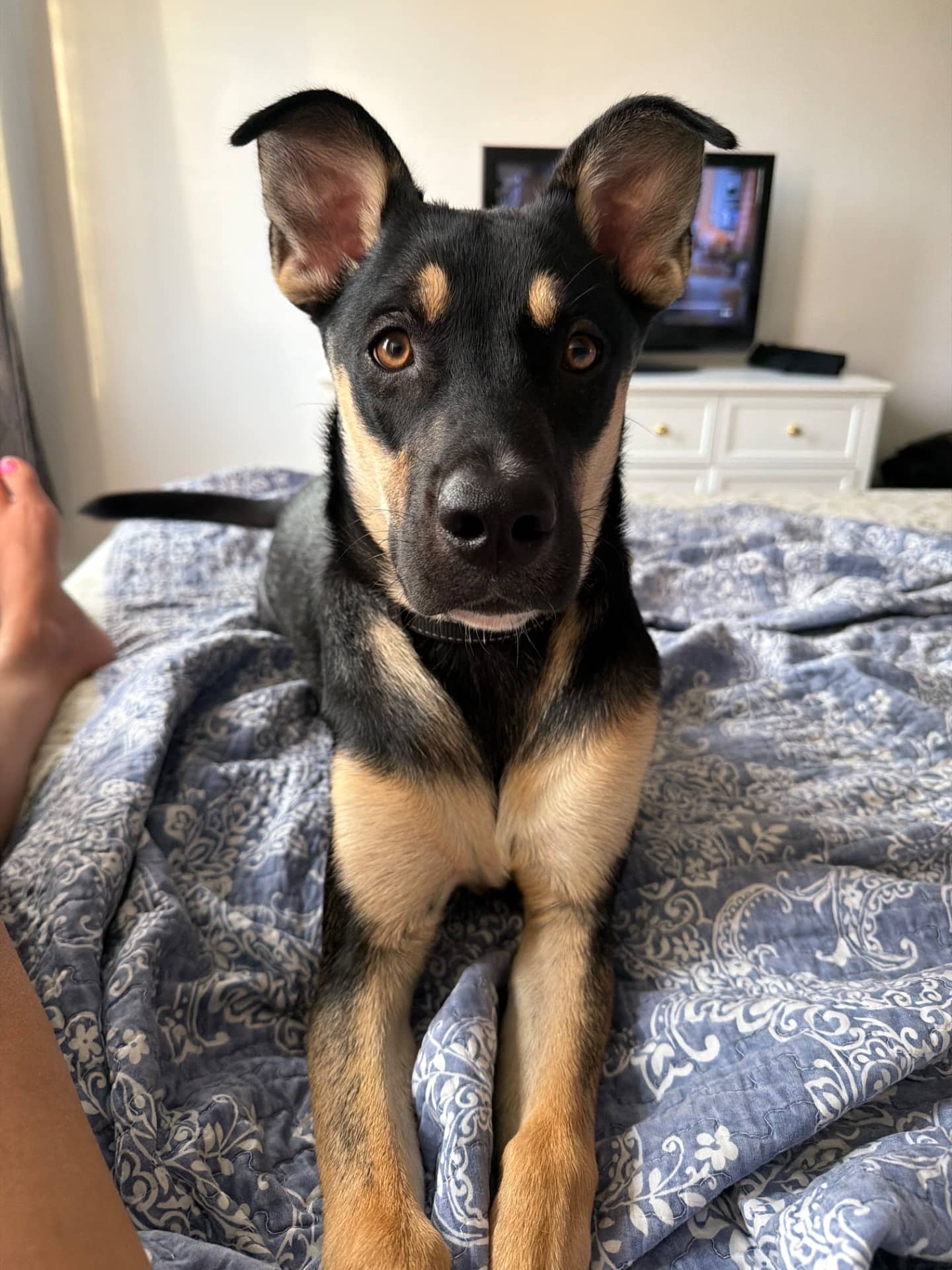 Nava - Australian Shepherd mix available for adoption in Quebec