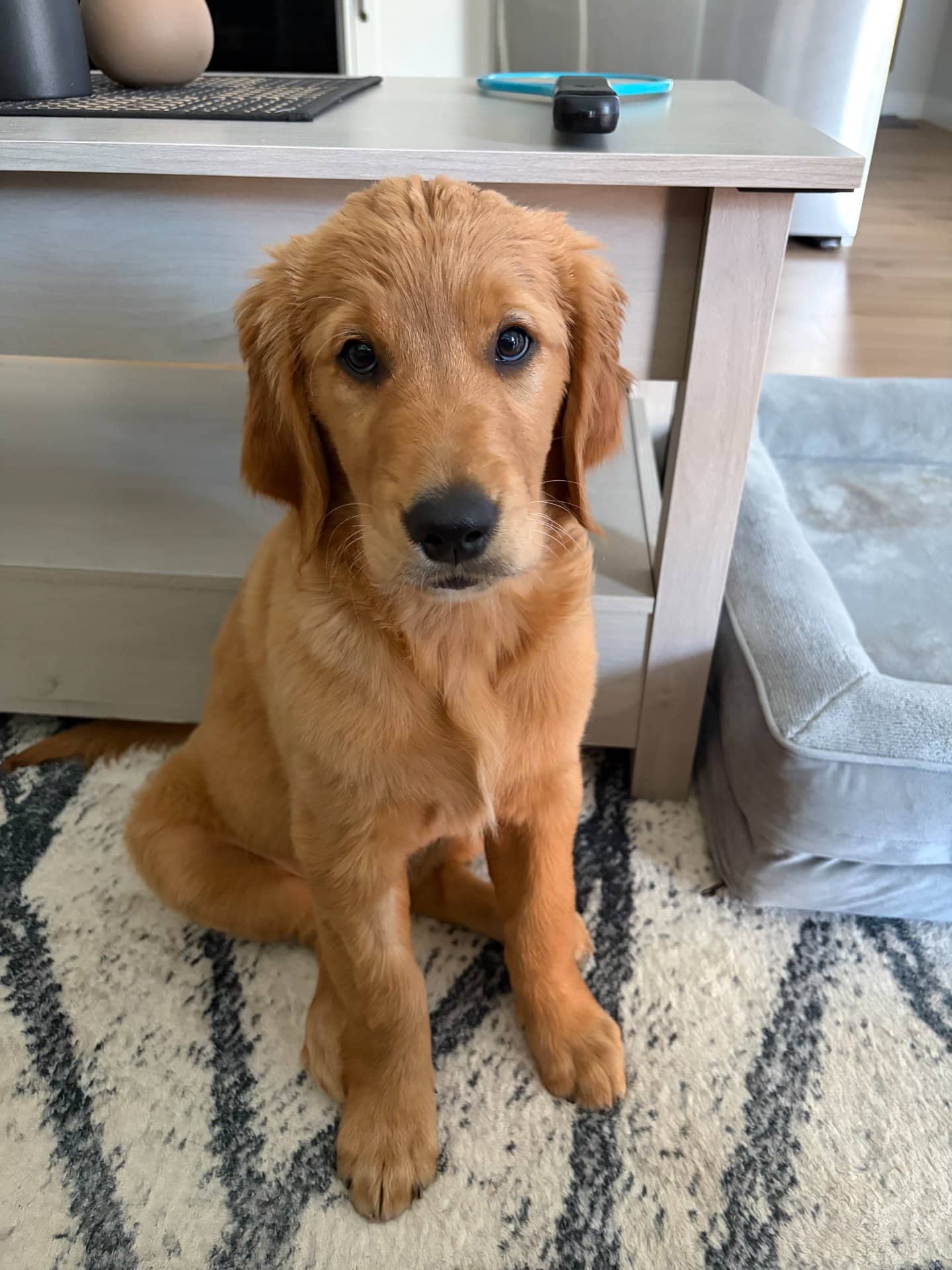 Willow - Golden Retriever available for adoption at Owner Rehoming in Chilliwack (1 of 5)