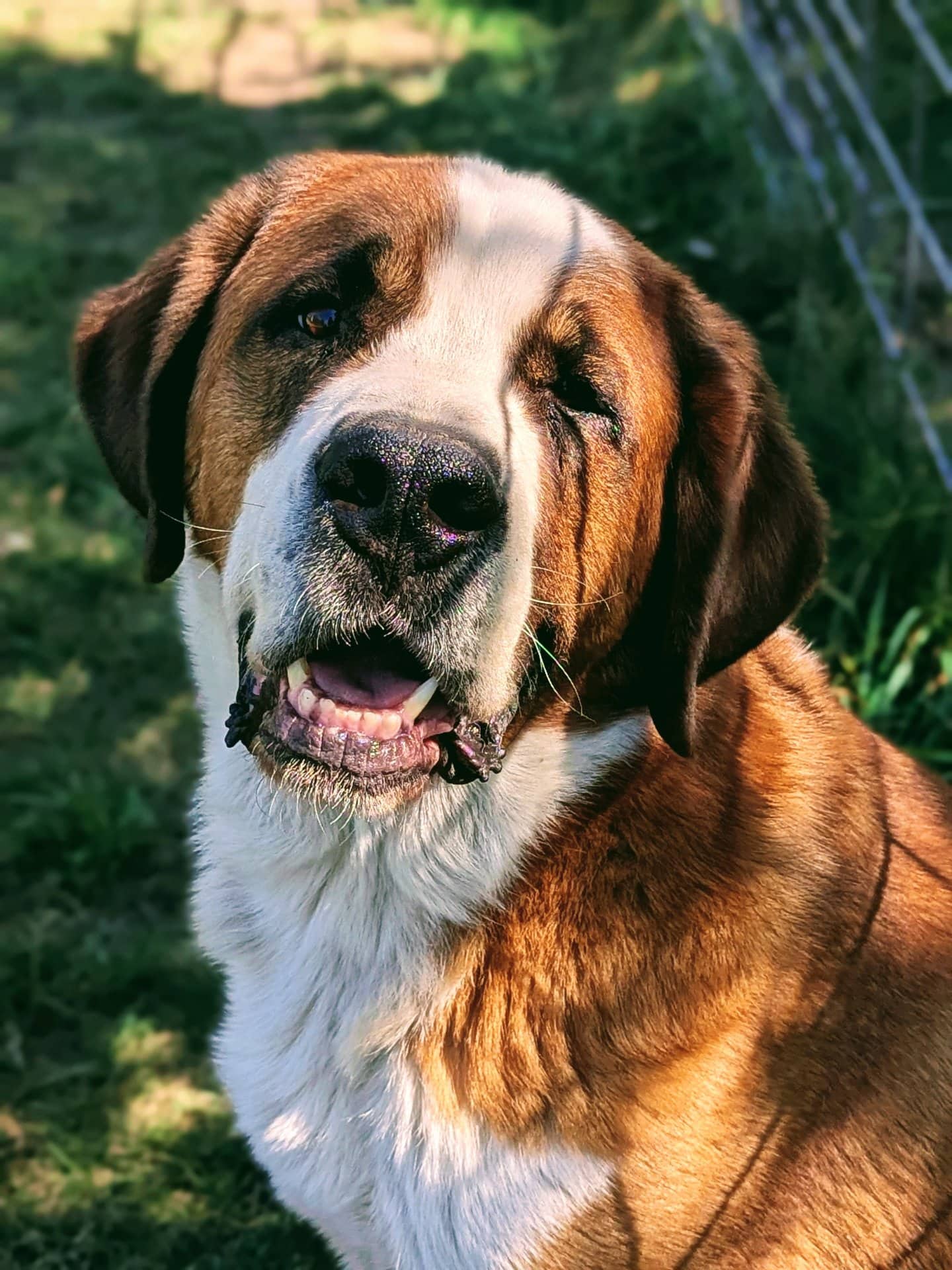 Duke - St. Bernese available for adoption in Alberta