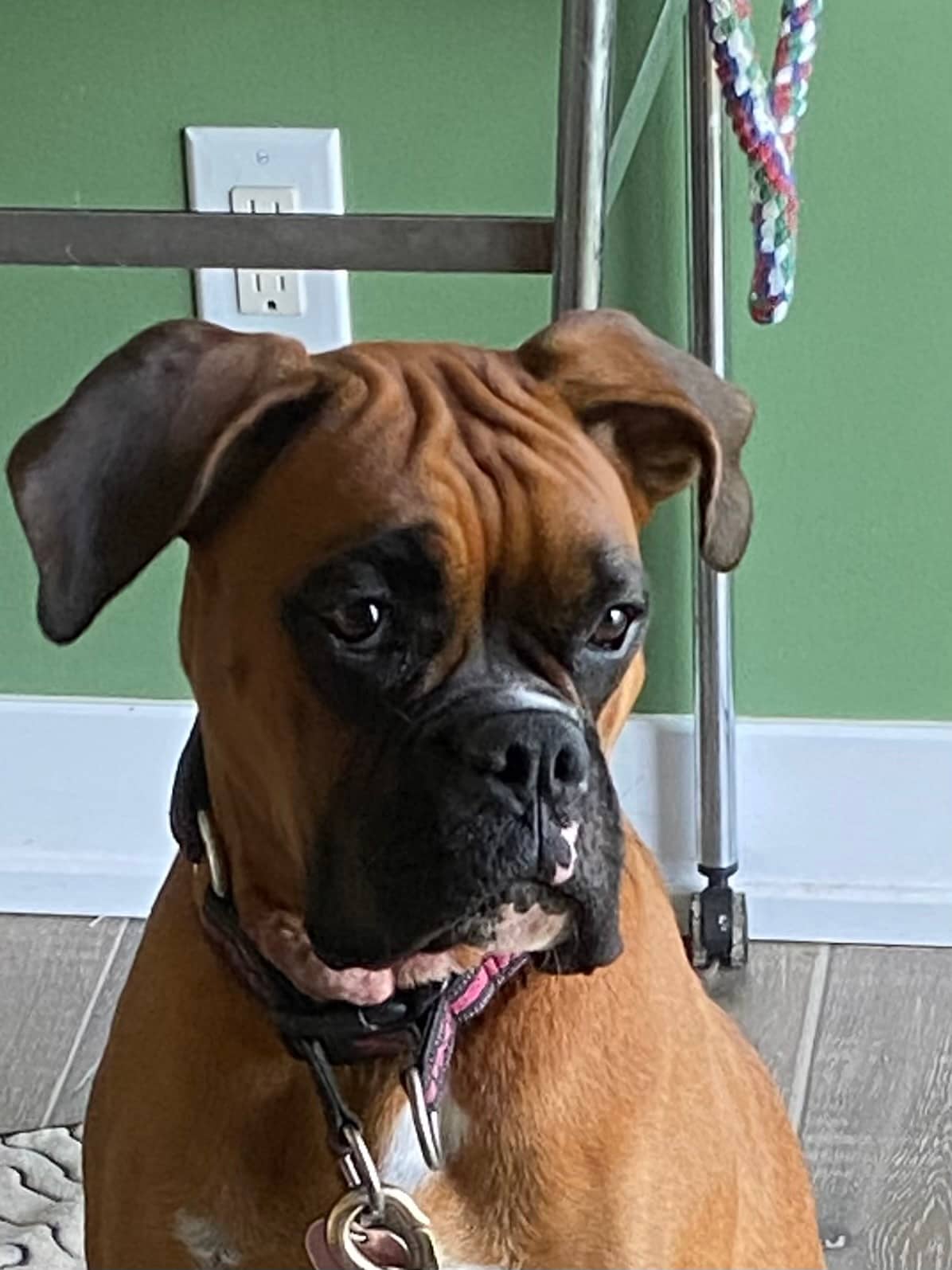 Sky - Boxer available for adoption at Owner Rehoming in Ottawa (1 of 5)