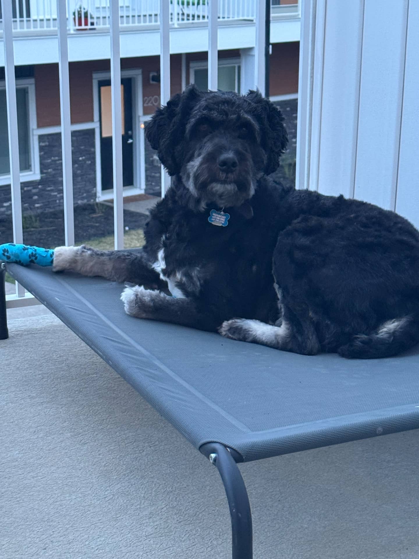 Beau - Aussiedoodle available for adoption at Owner Rehoming in Calgary (1 of 5)
