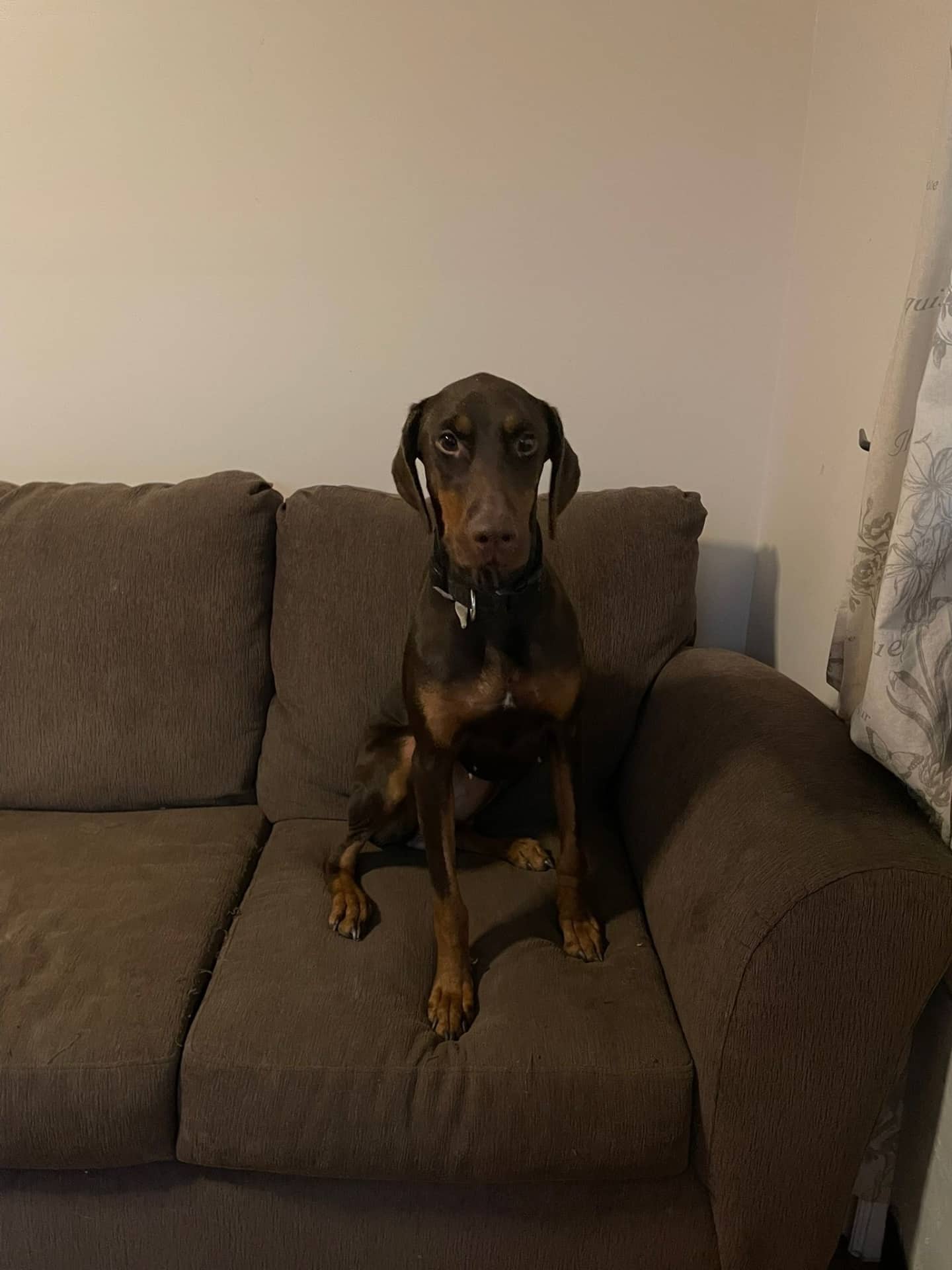 Liza - Doberman available for adoption at Owner Rehoming in Hamilton (1 of 5)