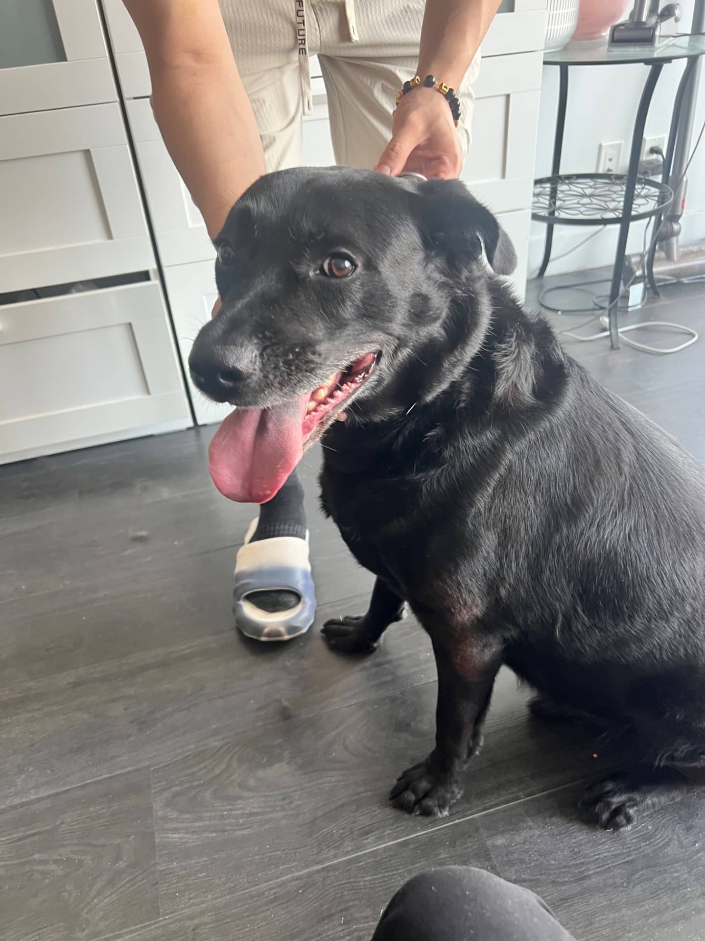 Black sugar - Labrador available for adoption in British Columbia