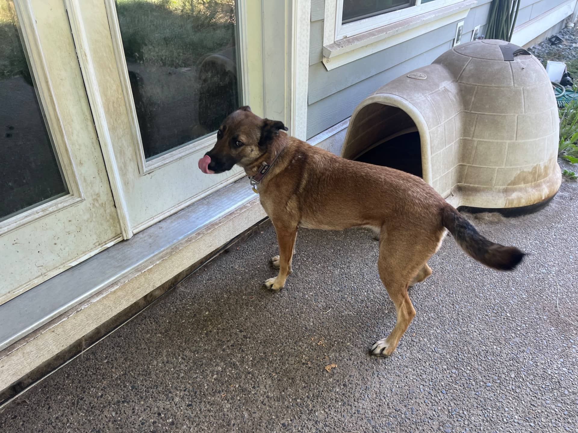 Koda - German Shepherd/lab available for adoption in Calgary