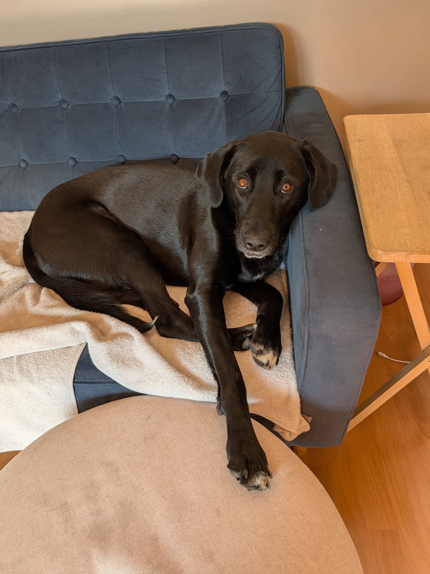 Luna - Labrador mix available for adoption at Owner Rehoming in Calgary (1 of 5)