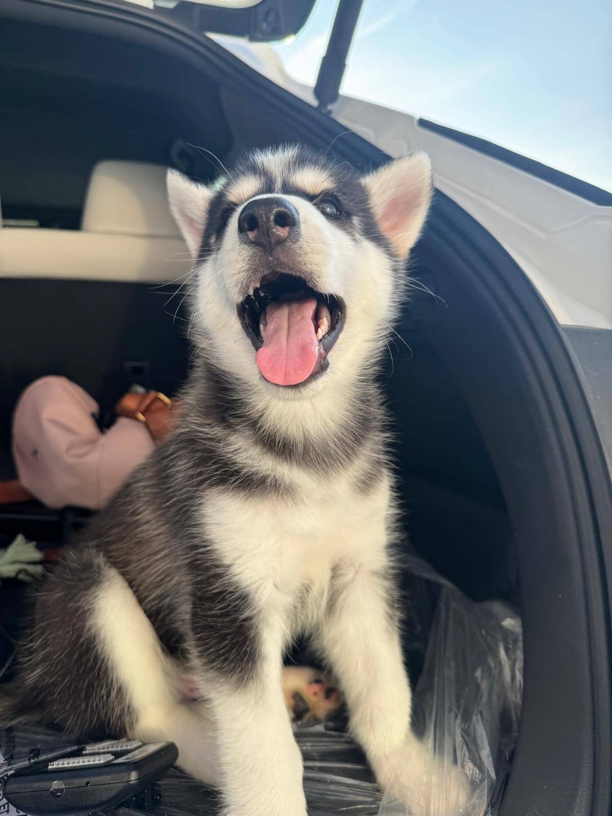 Leo - Husky available for adoption at Owner Rehoming in Kitchener (1 of 3)