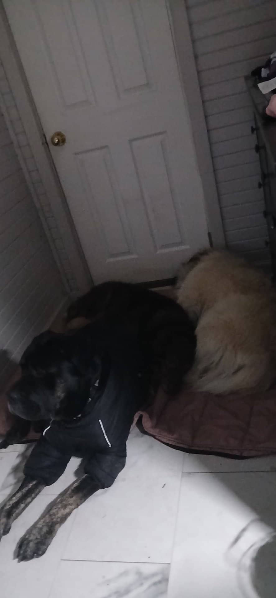 ODIN - Cano Corso mix available for adoption in Calgary